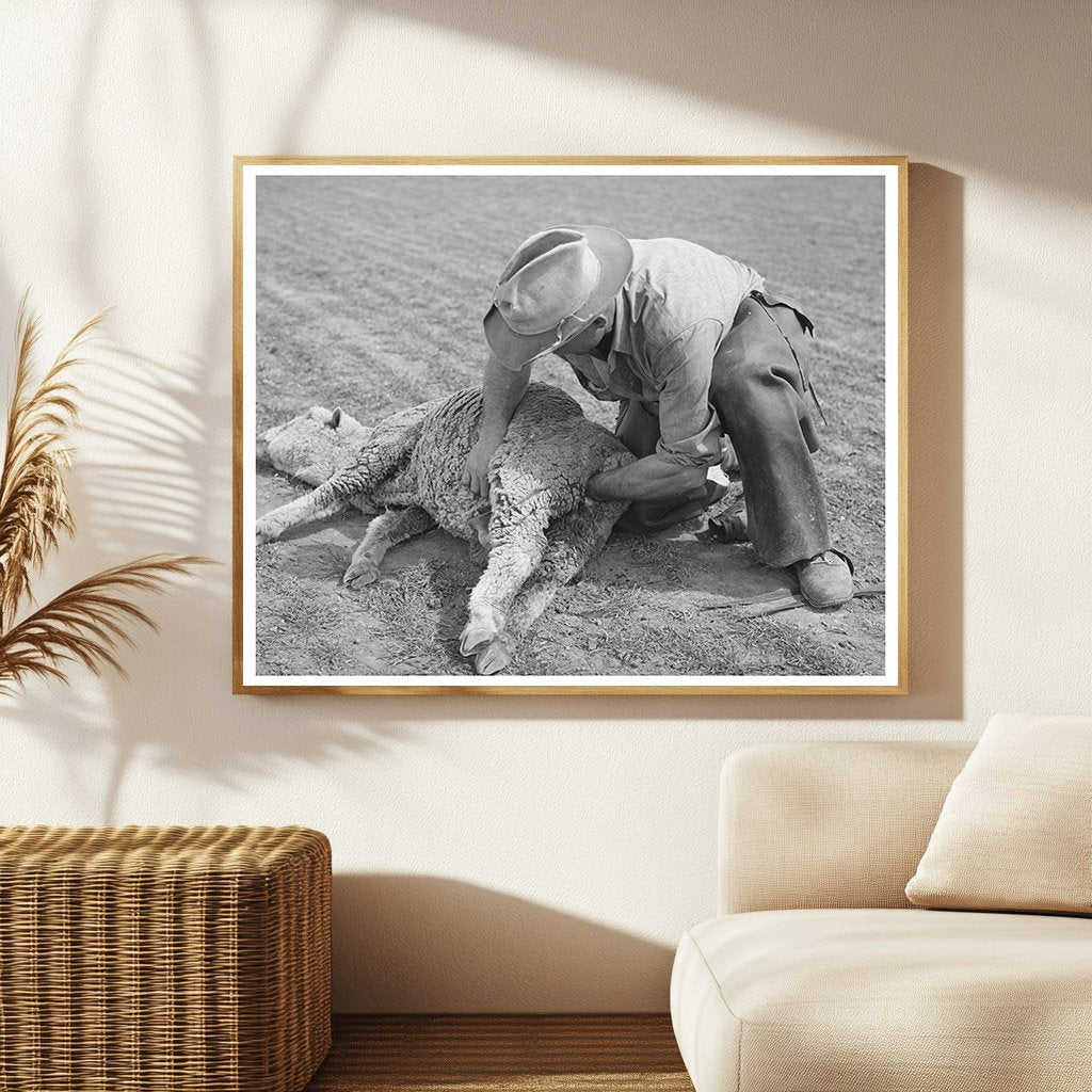Ranchman Tending Ewe in Junction Texas March 1940