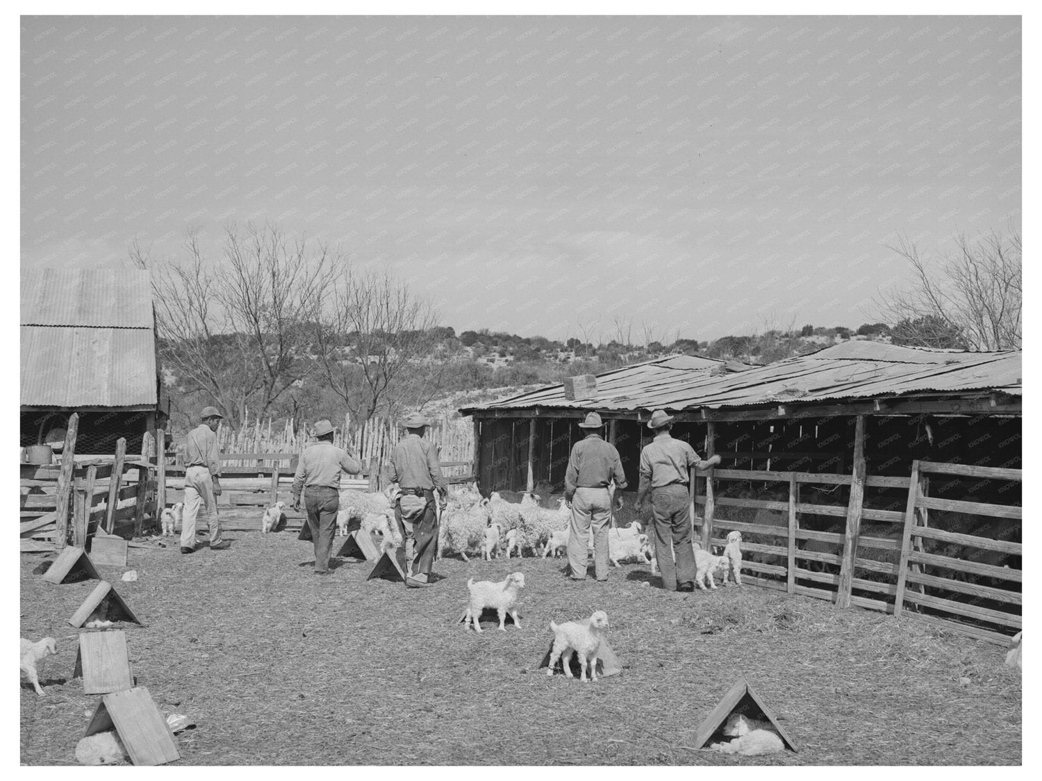 Goat Shearers and Kids in Texas March 1940