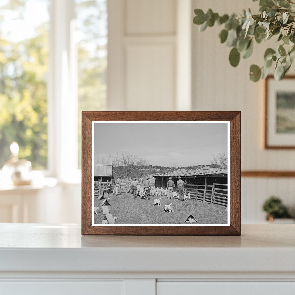 Goat Shearers and Kids in Texas March 1940