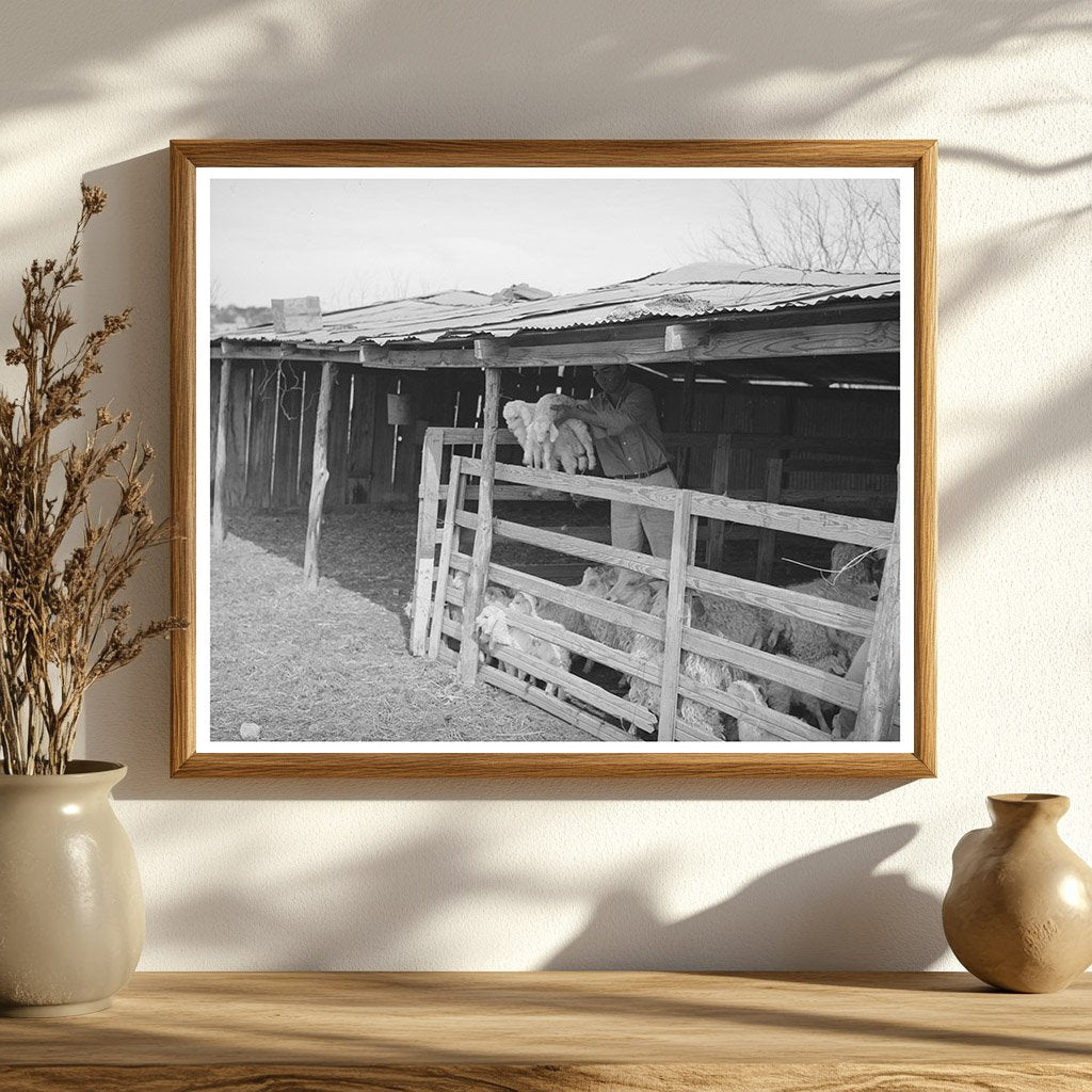 Children and Goats at Shearing Pen Junction Texas 1940