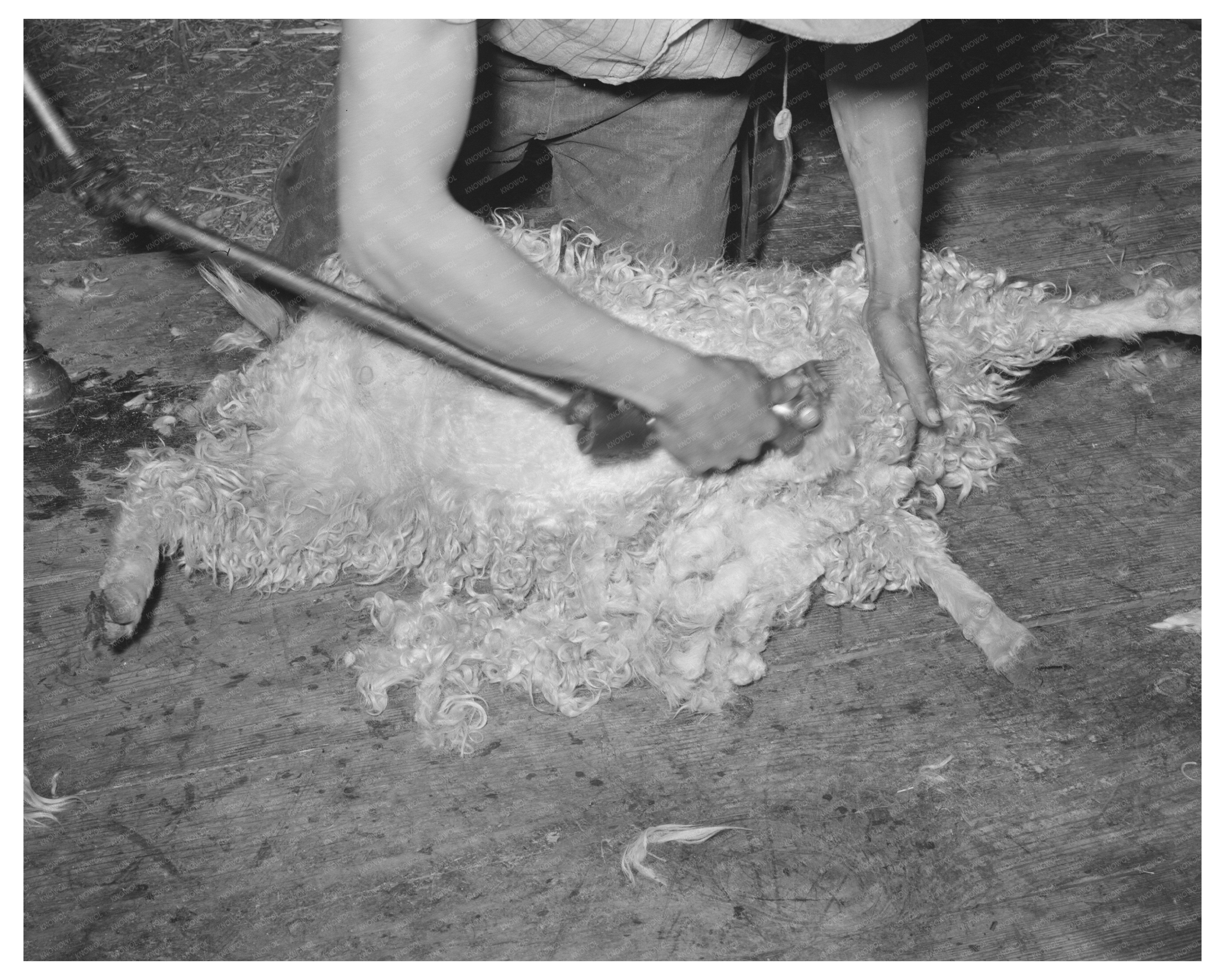 Shearing a Goat in Kimble County Texas March 1940