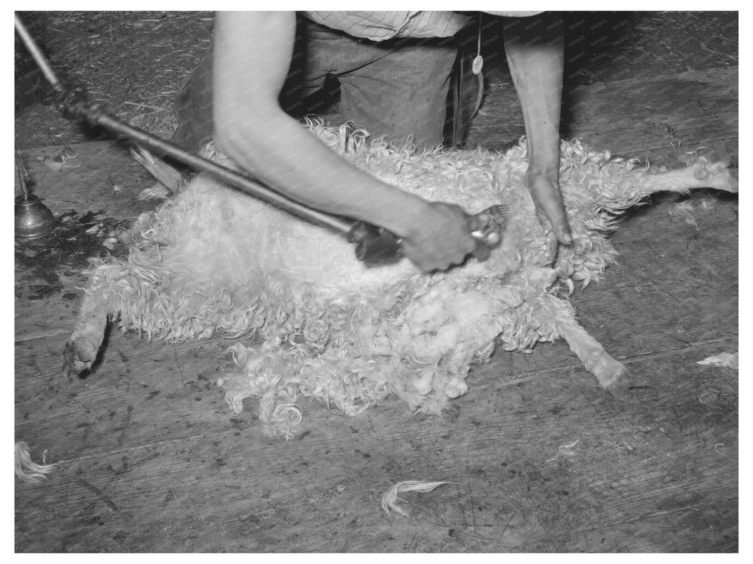 Goat Shearing on Ranch in Kimble County Texas March 1940
