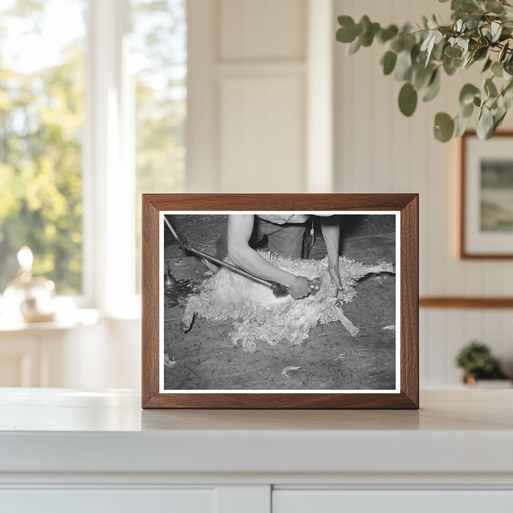 Goat Shearing on Ranch in Kimble County Texas March 1940