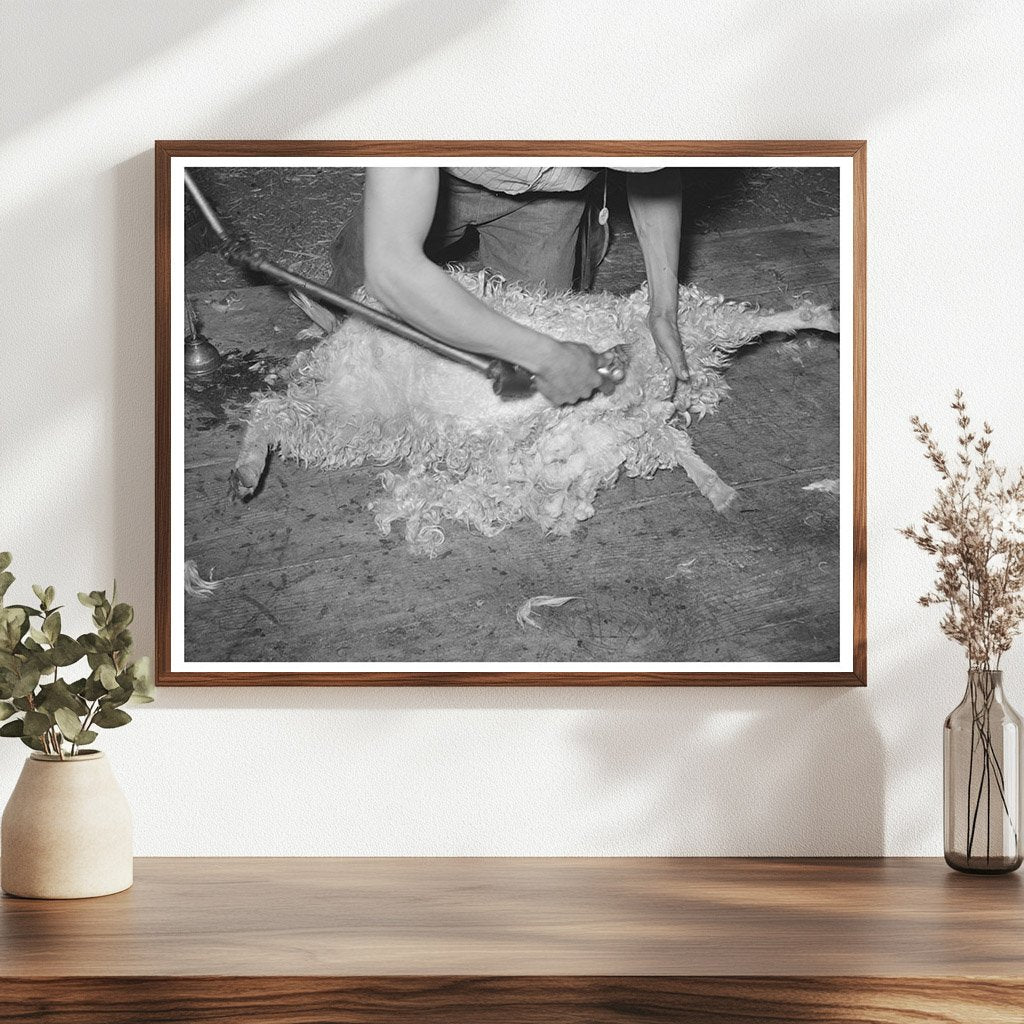 Goat Shearing on Ranch in Kimble County Texas March 1940