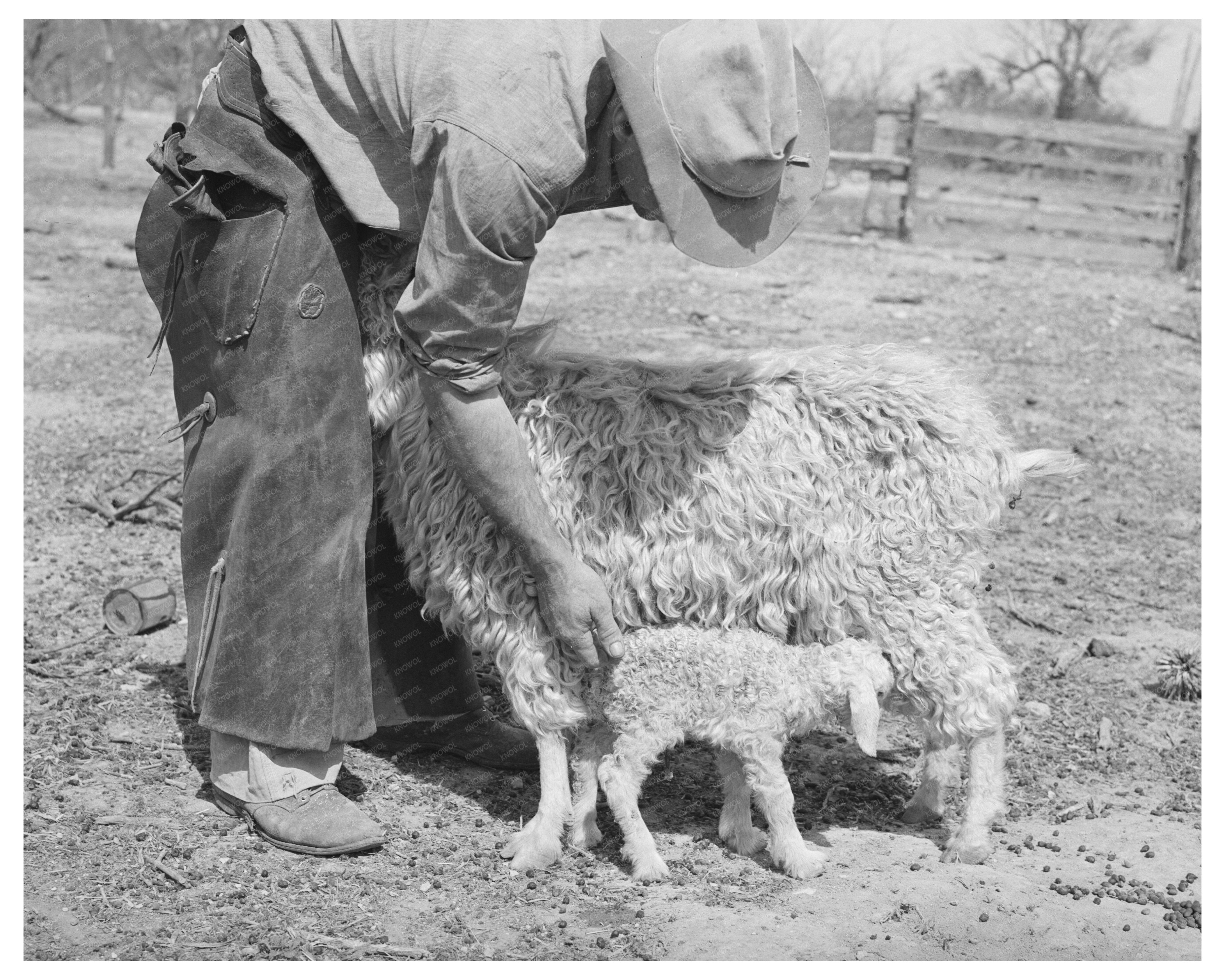 Ranchman Assists Newborn Kid in Kimble County Texas 1940