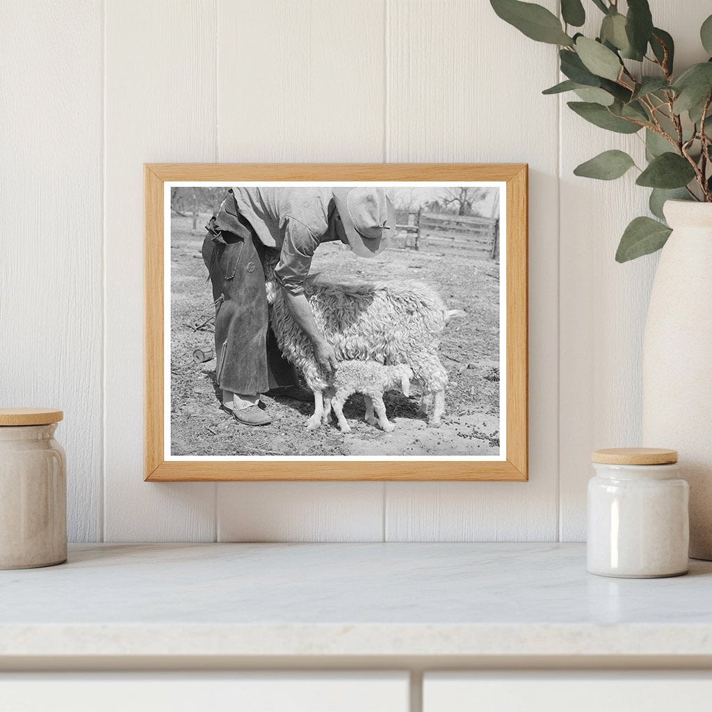 Ranchman Assists Newborn Kid in Kimble County Texas 1940