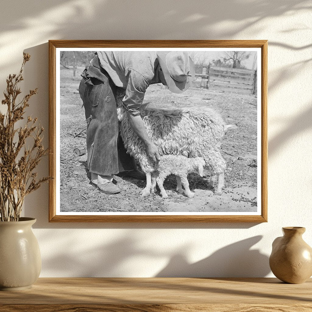Ranchman Assists Newborn Kid in Kimble County Texas 1940