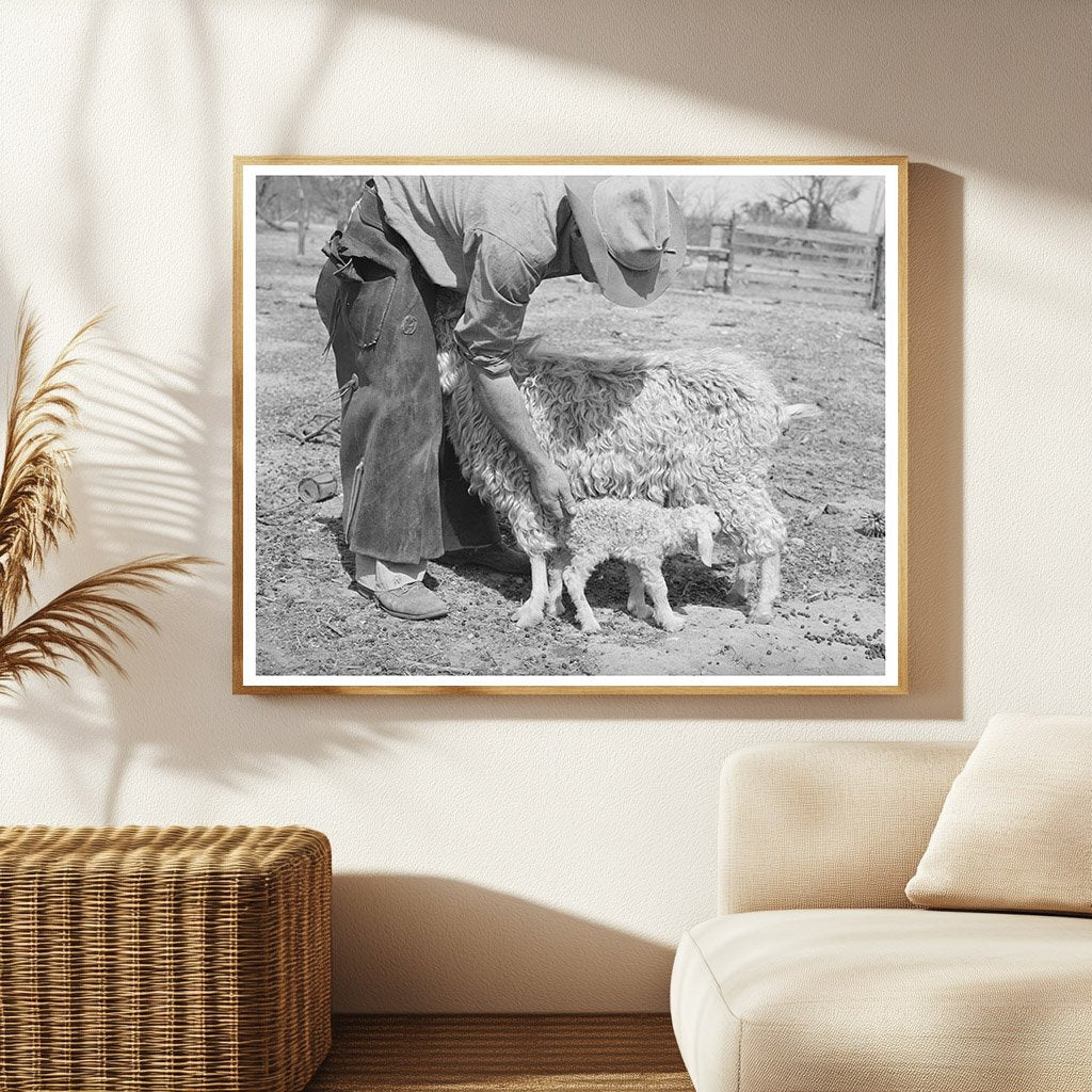 Ranchman Assists Newborn Goat Kid in Texas 1940