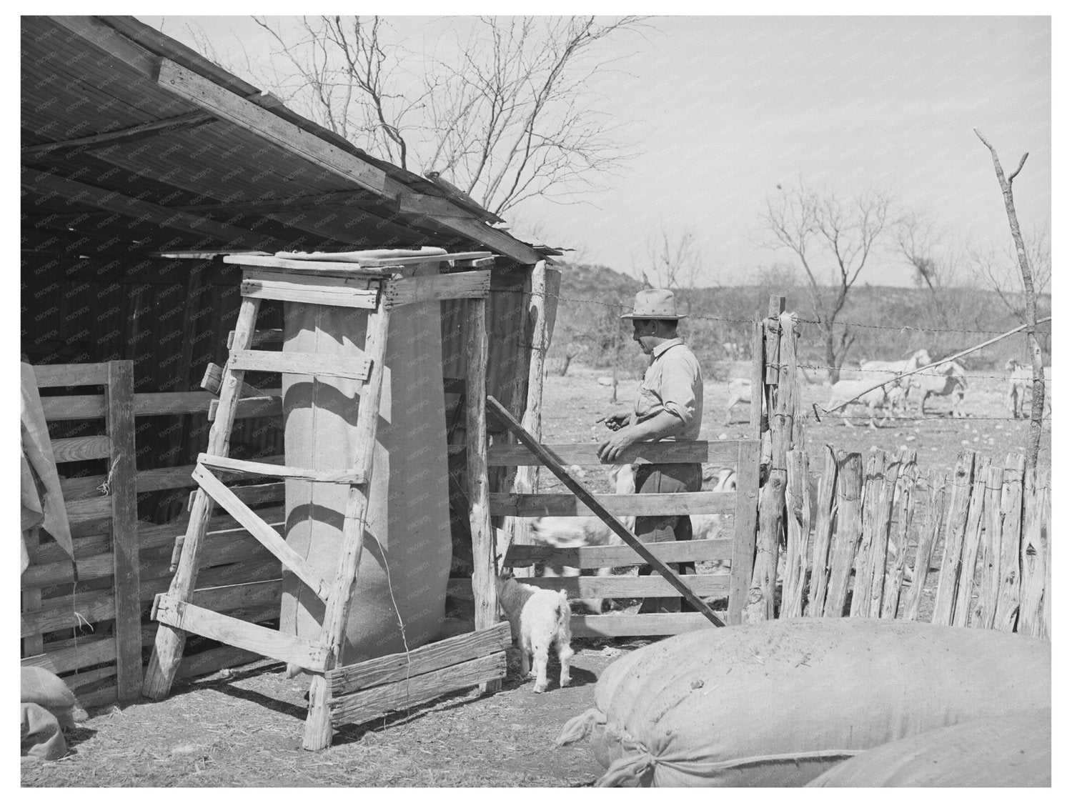 Goat Shearing Pen in Kimble County Texas March 1940
