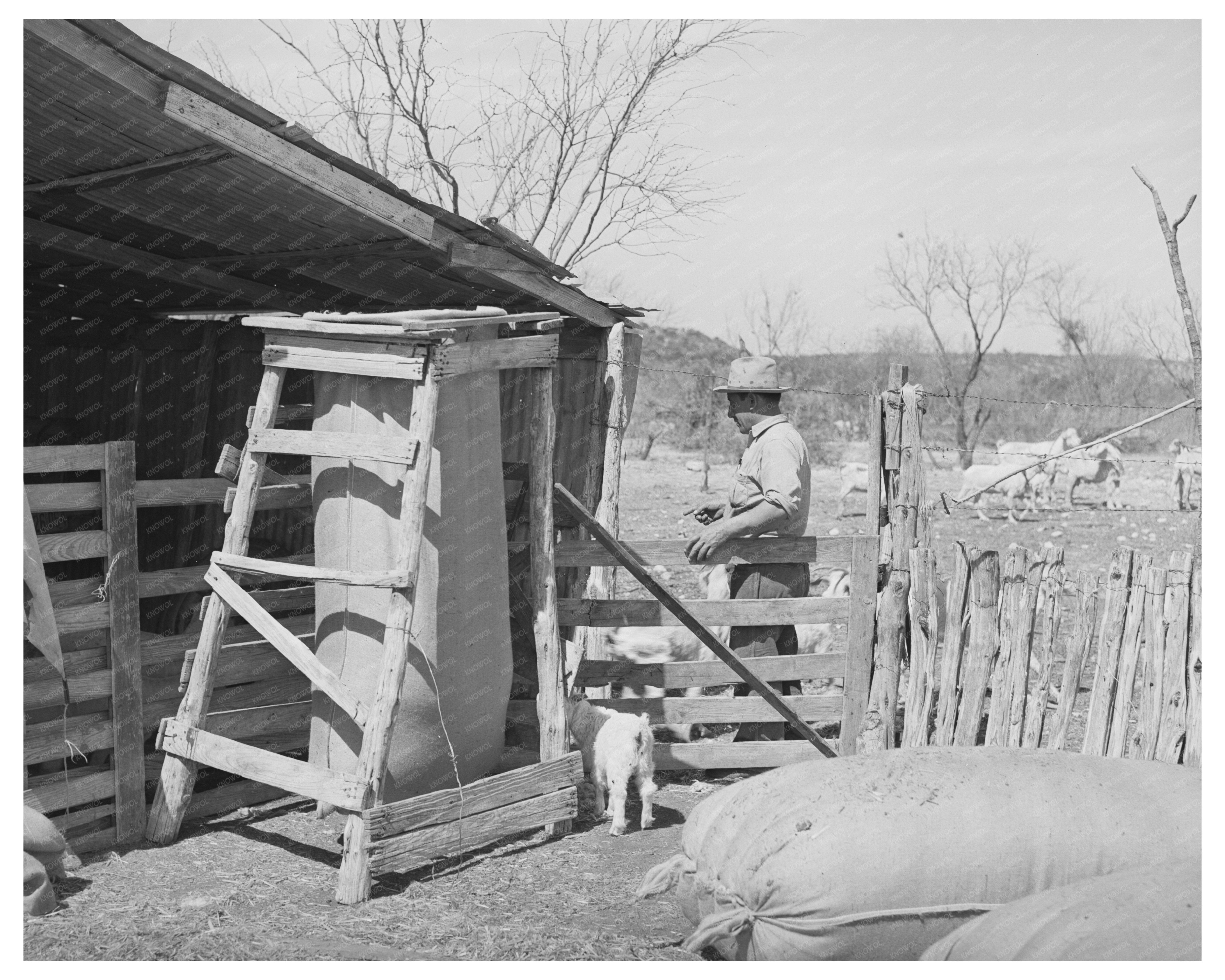 Goat Shearing in Kimble County Texas March 1940