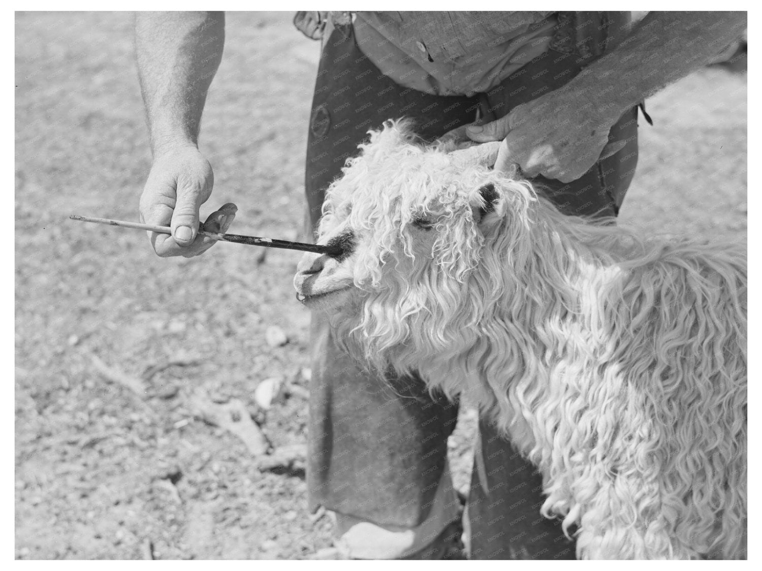 Nanny Goat Marking Process Kimble County Texas 1940