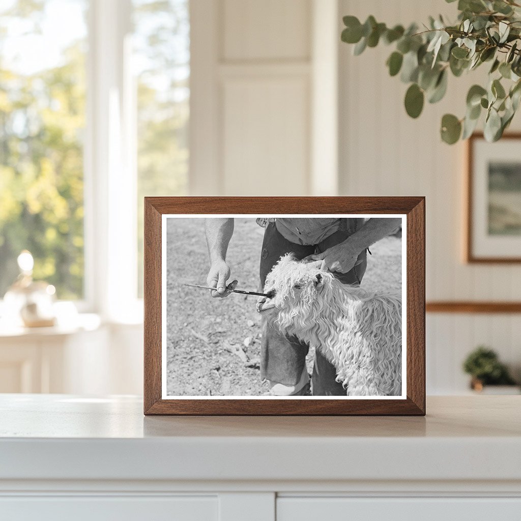 Nanny Goat Marking Process Kimble County Texas 1940