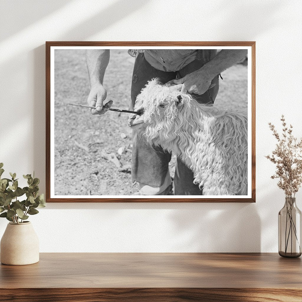 Nanny Goat Marking Process Kimble County Texas 1940