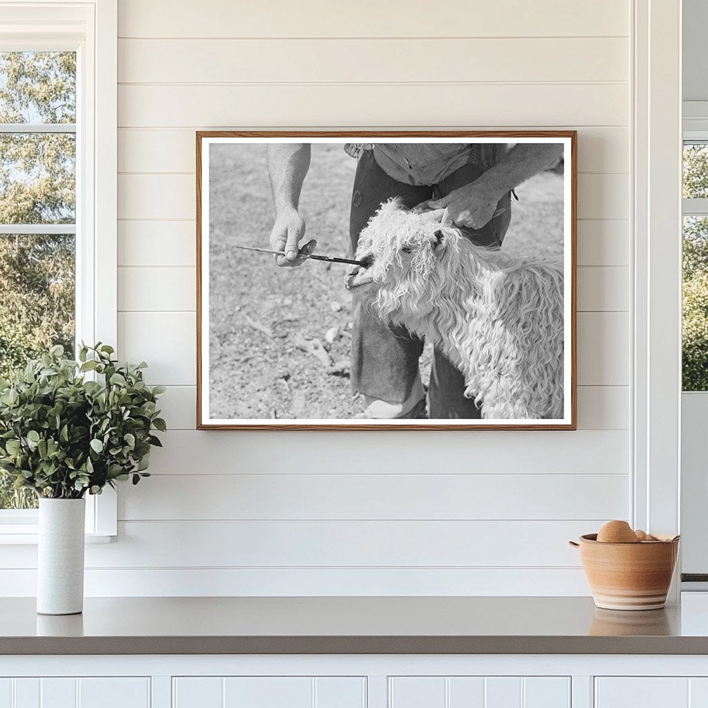 Nanny Goat Marking Process Kimble County Texas 1940