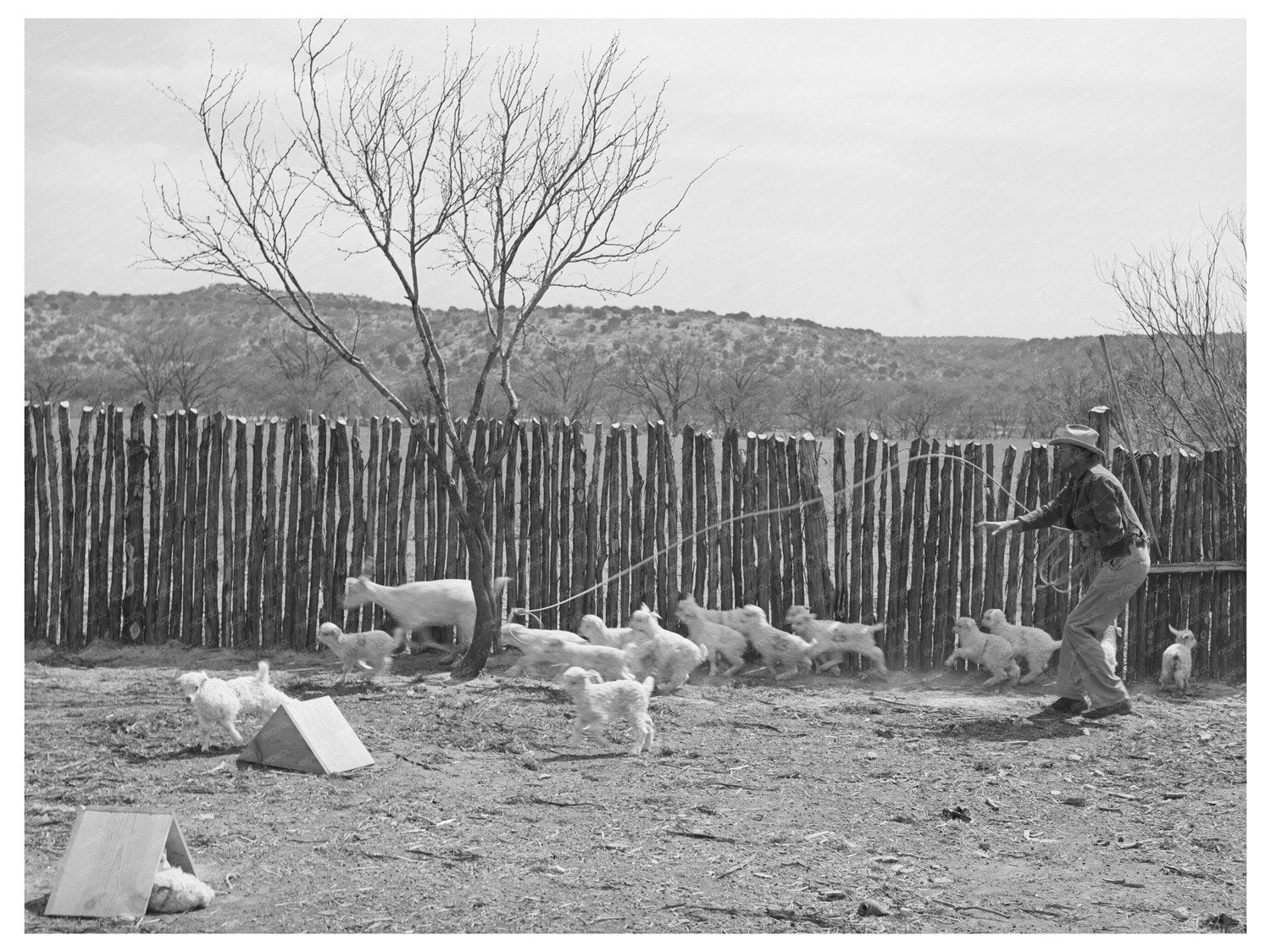 Ranchman Lassoing Goat in Kimble County Texas 1940
