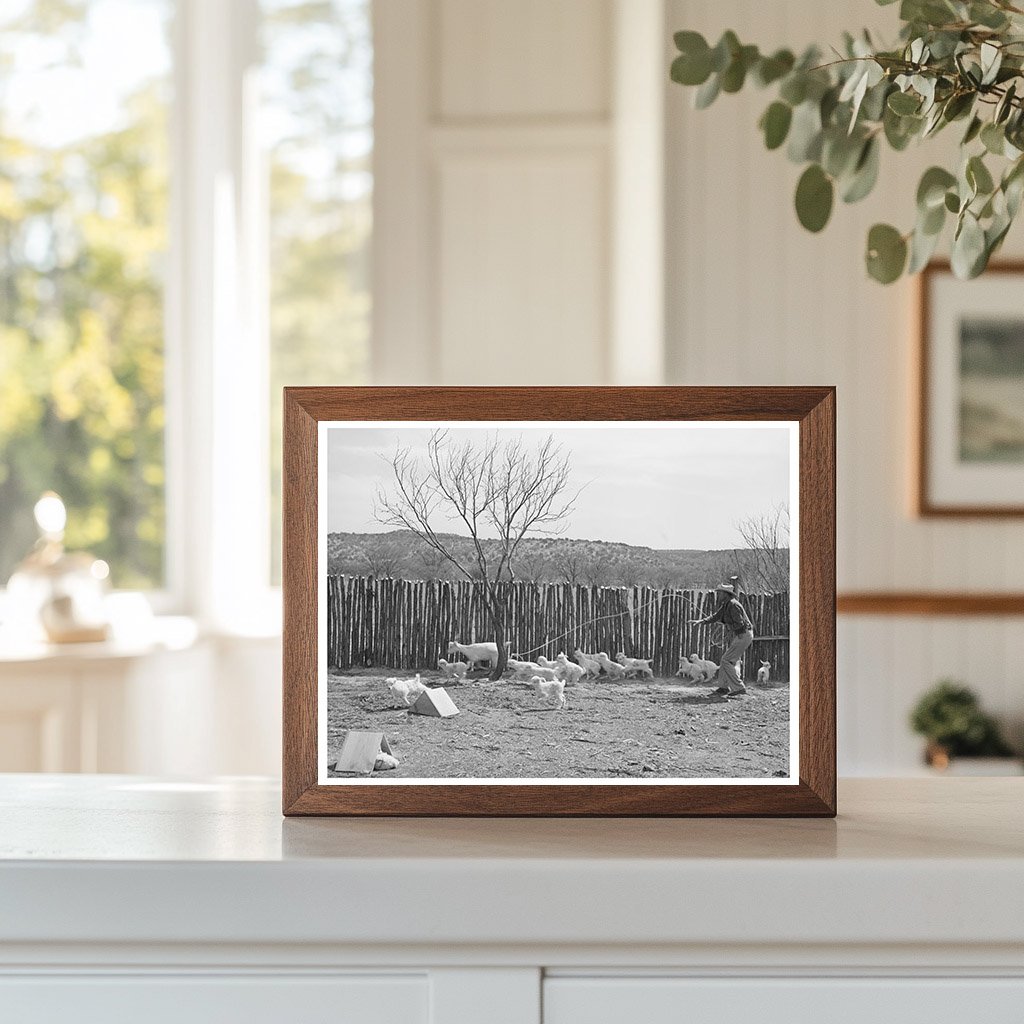 Ranchman Lassoing Goat in Kimble County Texas 1940