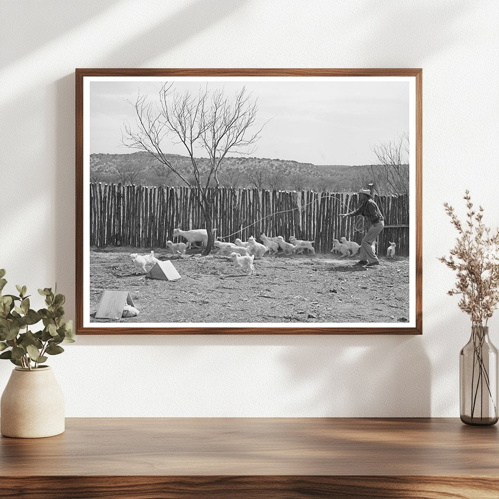 Ranchman Lassoing Goat in Kimble County Texas 1940