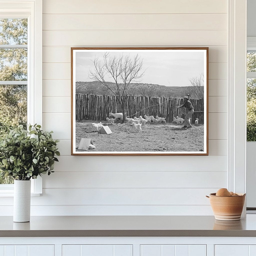 Ranchman Lassoing Goat in Kimble County Texas 1940