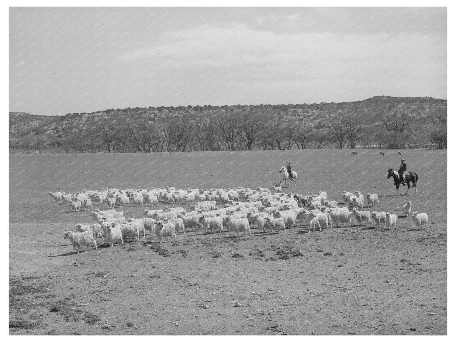 Ranchman Driving Goats for Shearing Kimble County Texas 1940