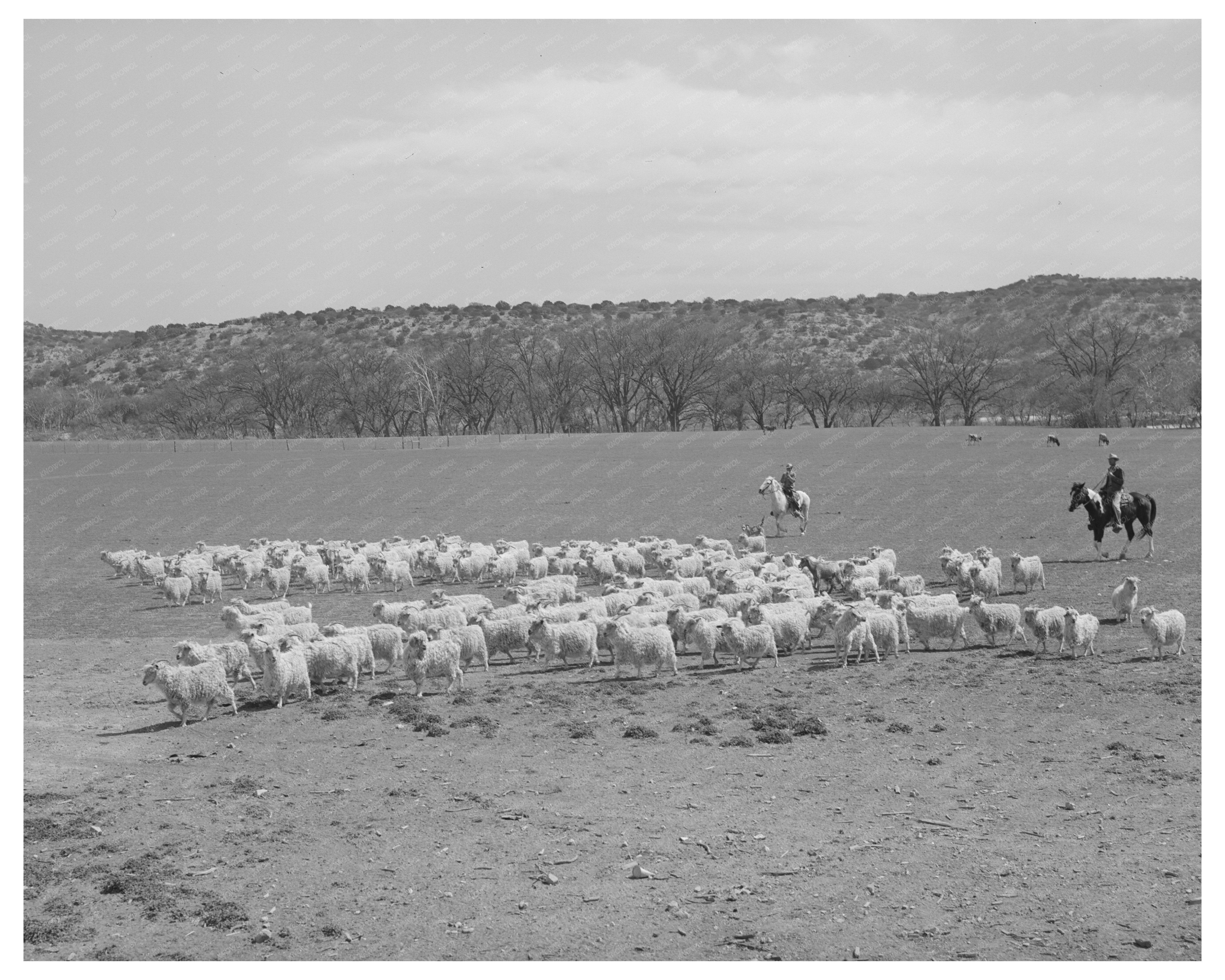 Ranchman Herds Goats for Shearing Kimble County Texas 1940