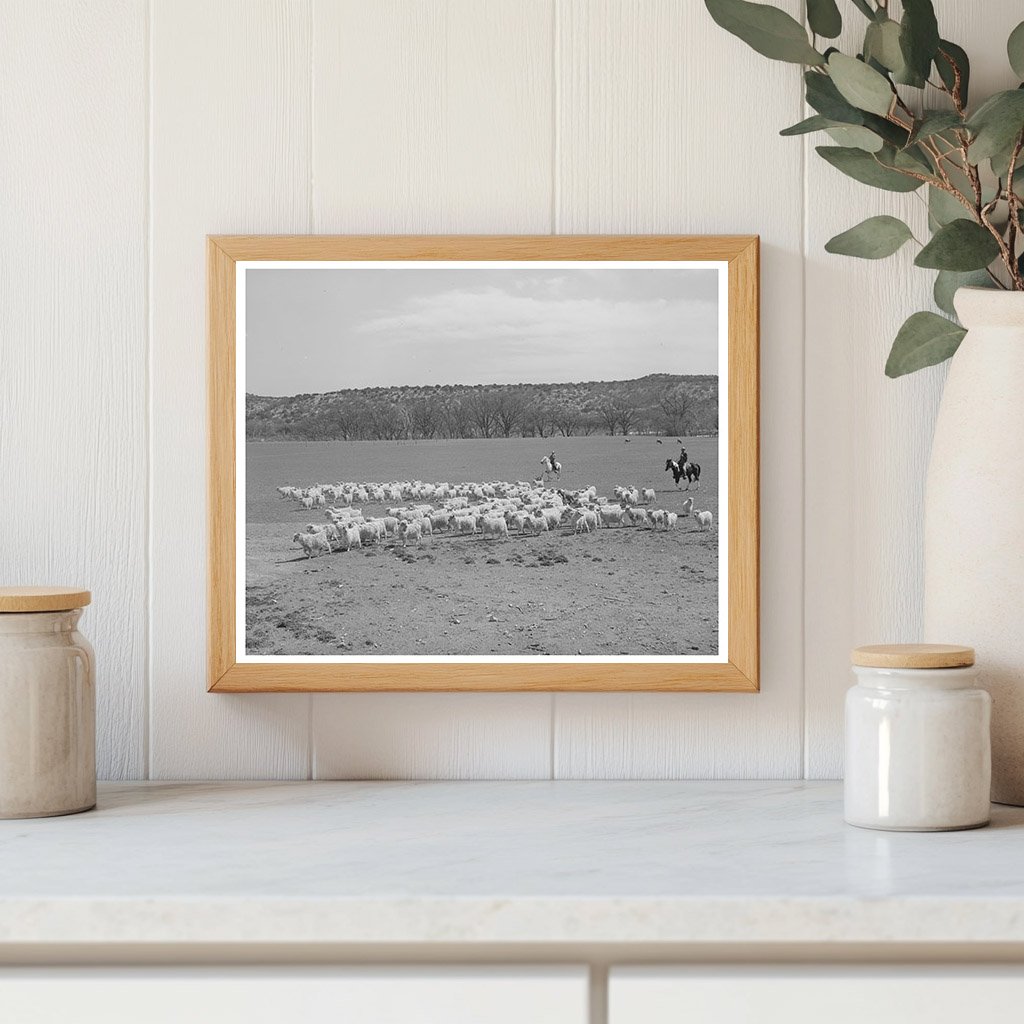 Ranchman Herds Goats for Shearing Kimble County Texas 1940