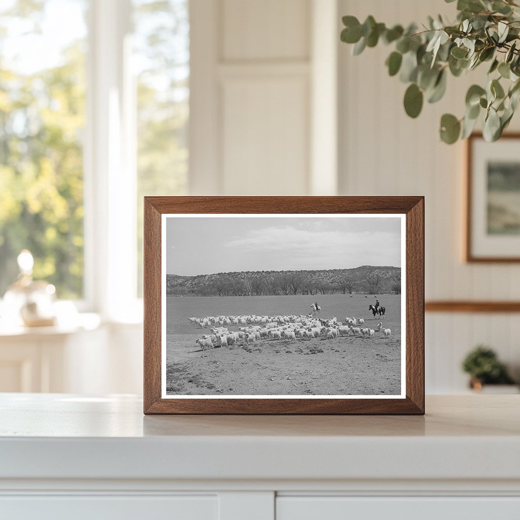 Ranchman Driving Goats for Shearing Kimble County Texas 1940