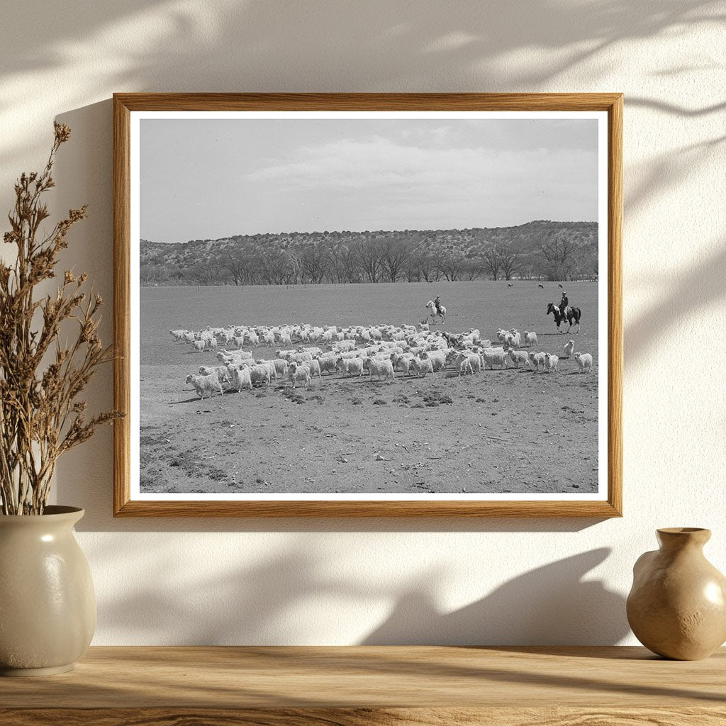 Ranchman Herds Goats for Shearing Kimble County Texas 1940