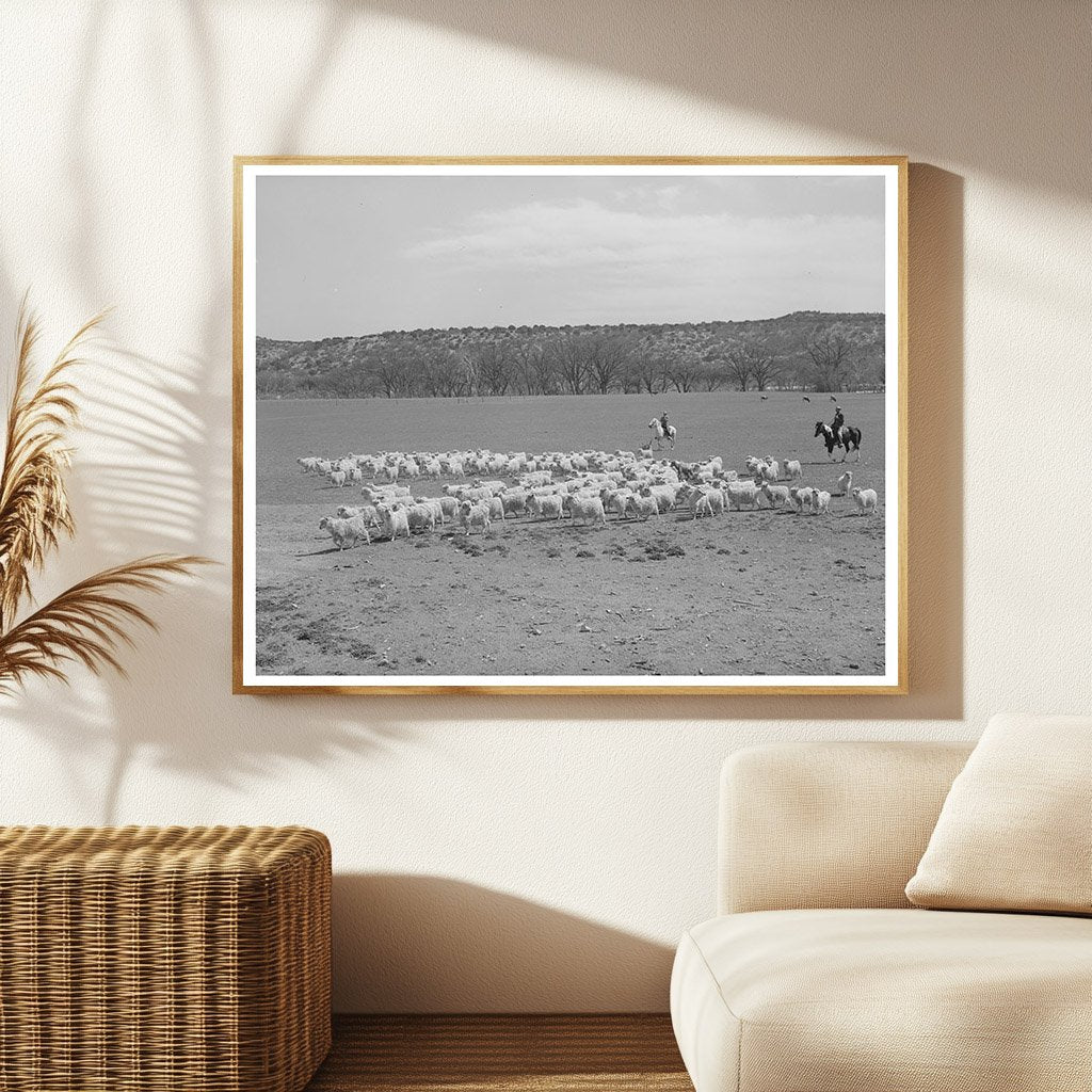 Ranchman Herds Goats for Shearing Kimble County Texas 1940