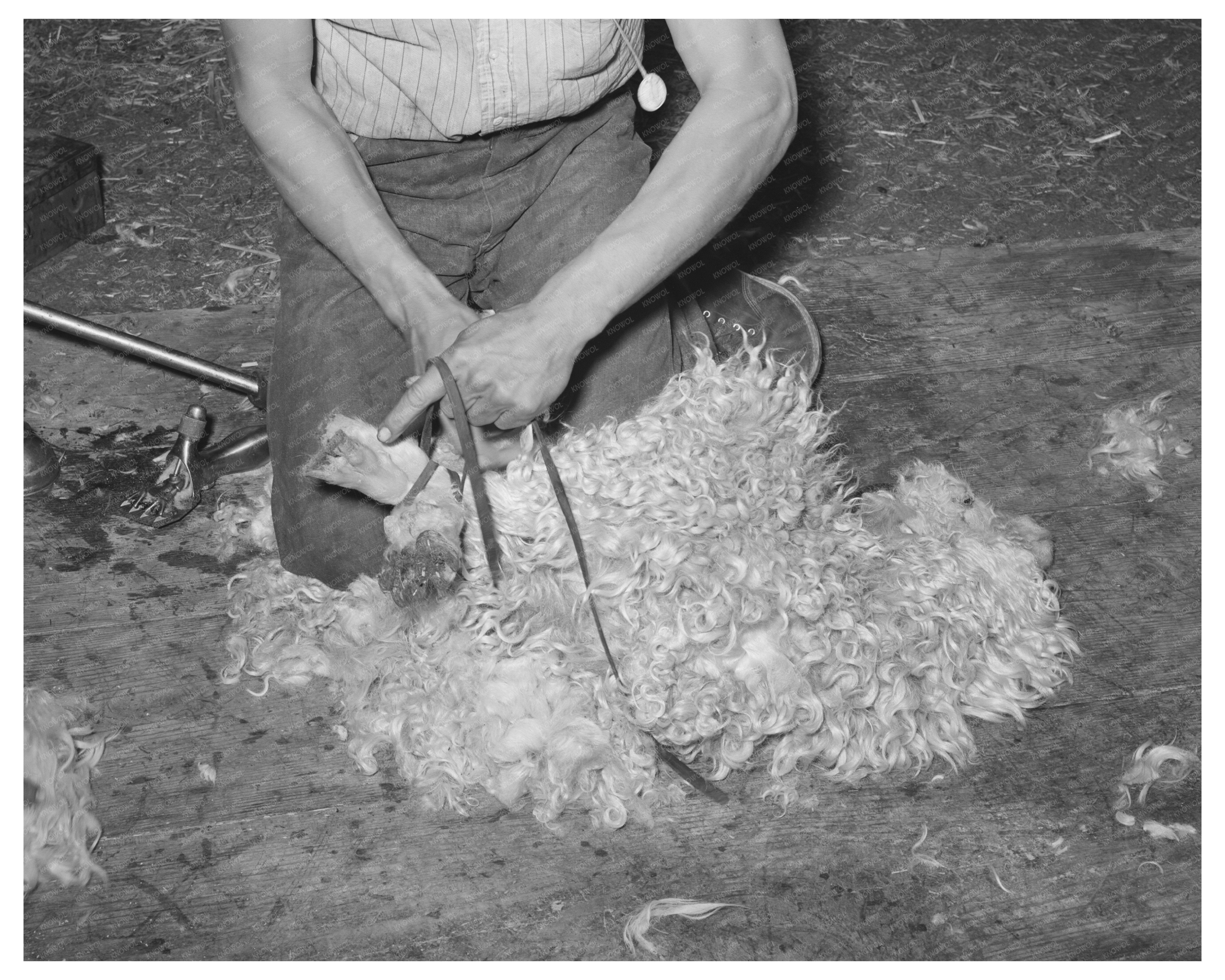 Tying Goat Feet for Shearing in Kimble County Texas 1940