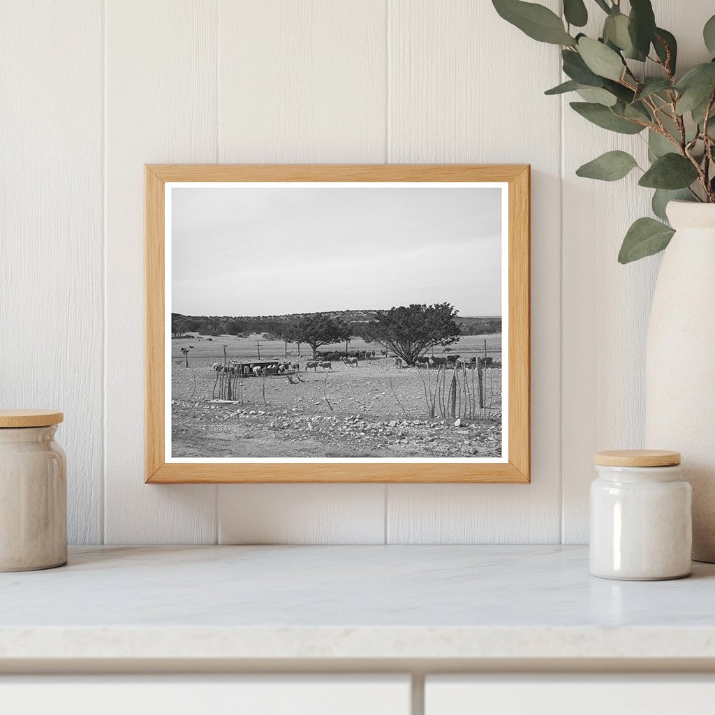 Flock of Sheep and Goats in Sutton County Texas 1940