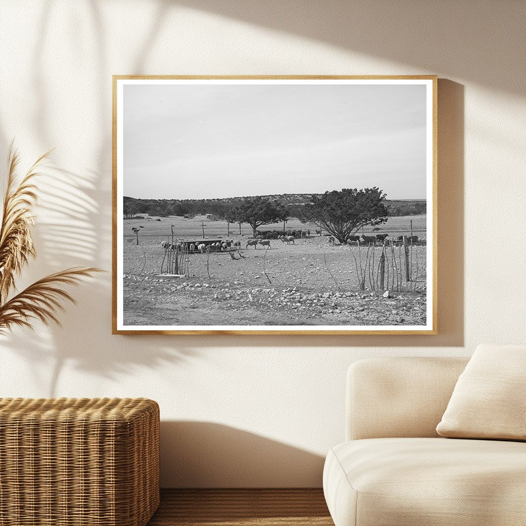 Flock of Sheep and Goats in Sutton County Texas 1940