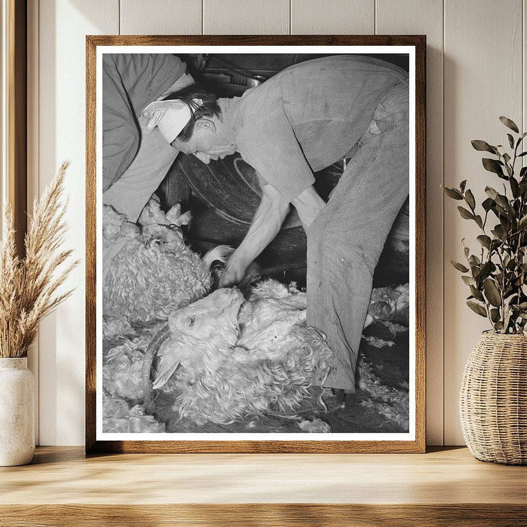 Shearing a Goat on a Texas Ranch March 1940