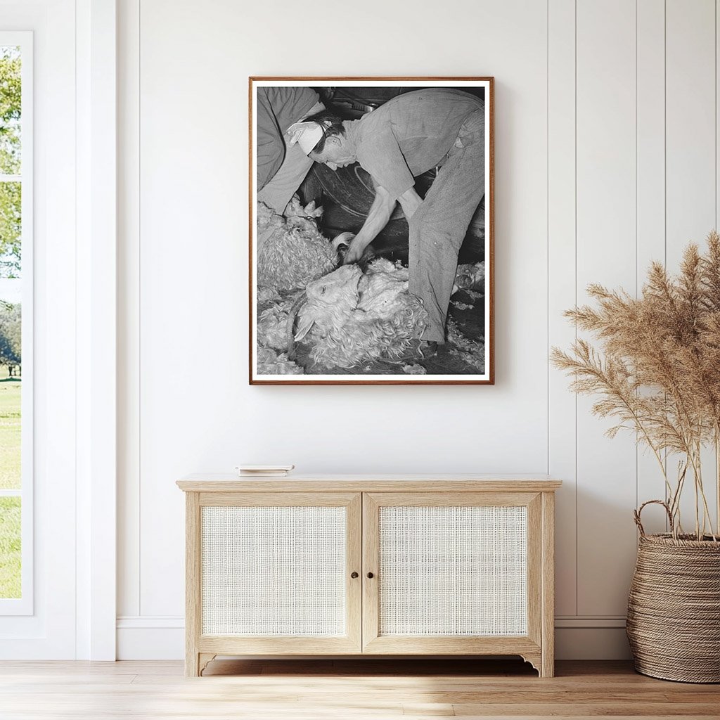 Shearing a Goat on a Texas Ranch March 1940