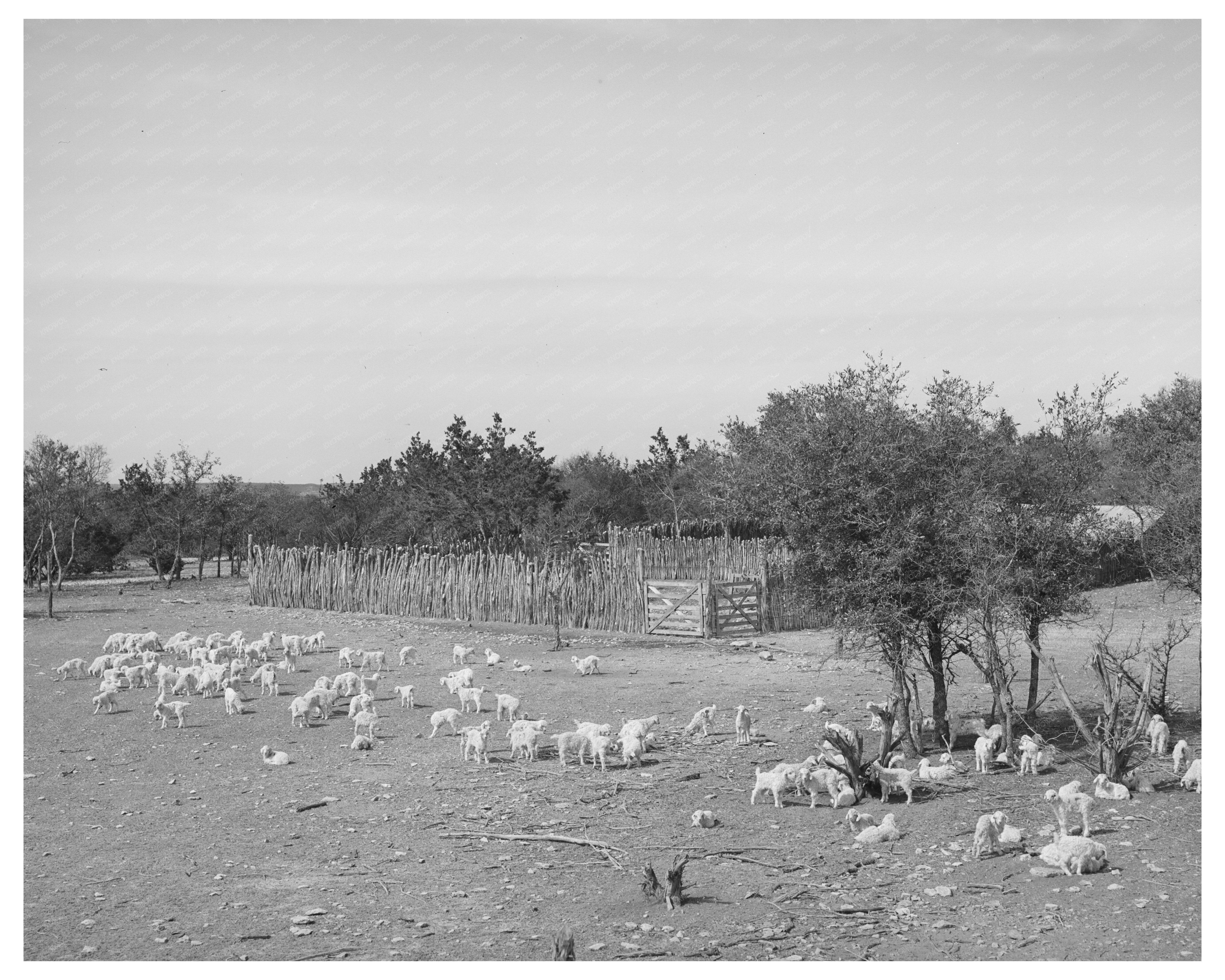 Children at Ranch Stockade Sutton County Texas March 1940