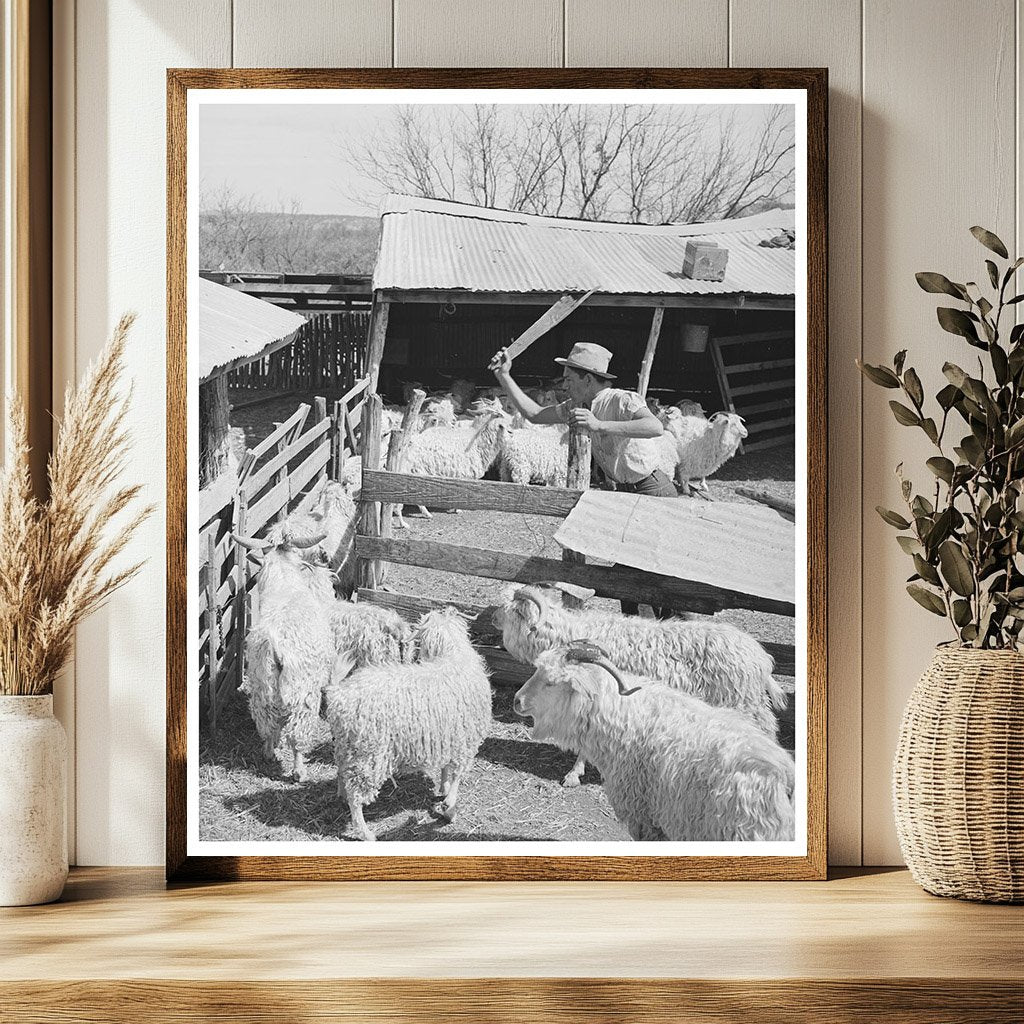 1940 Black and White Ranch Worker Guiding Goats in Texas