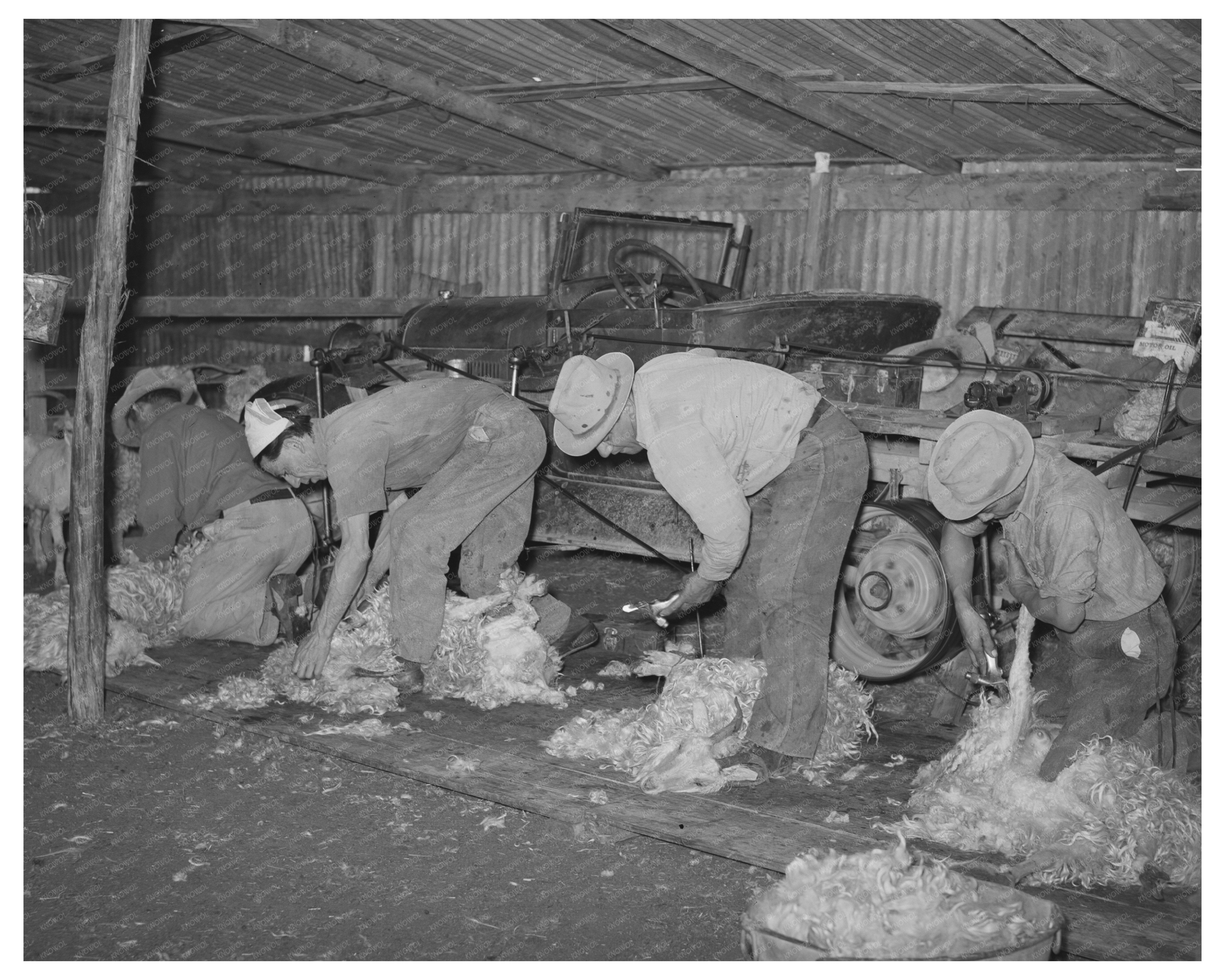 Mexican Laborers Shearing Goats in Texas 1940