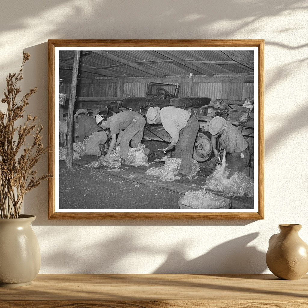 Mexican Laborers Shearing Goats in Texas 1940