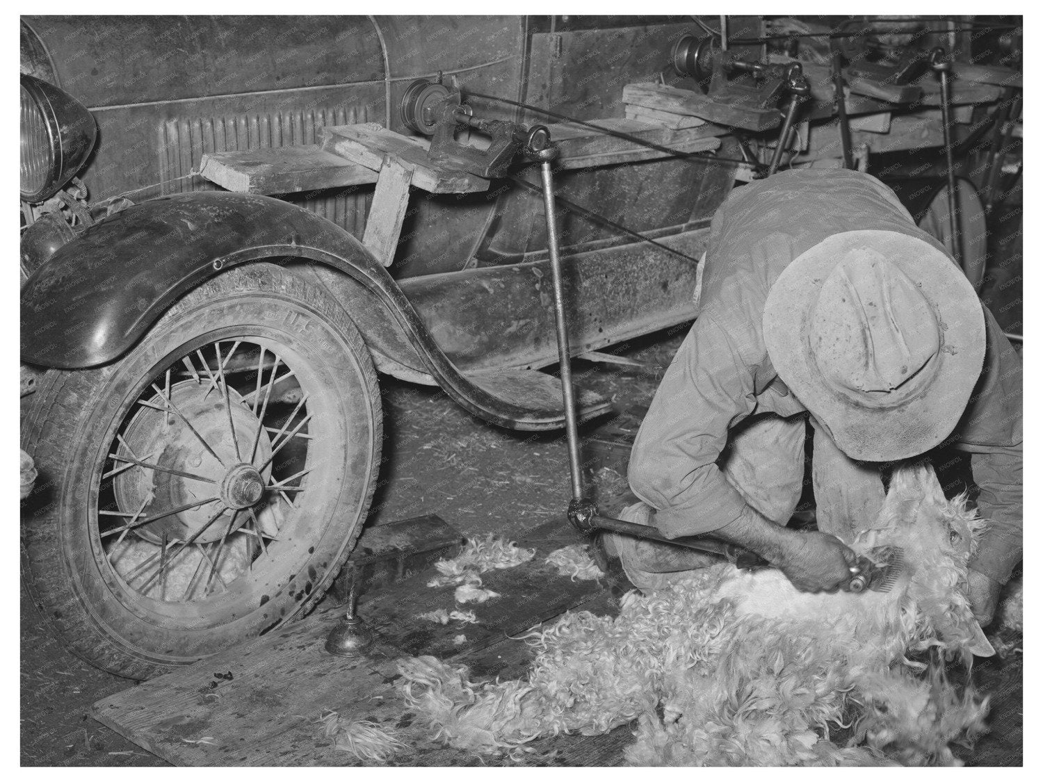 Shearing Goat with Auto-Powered Equipment March 1940