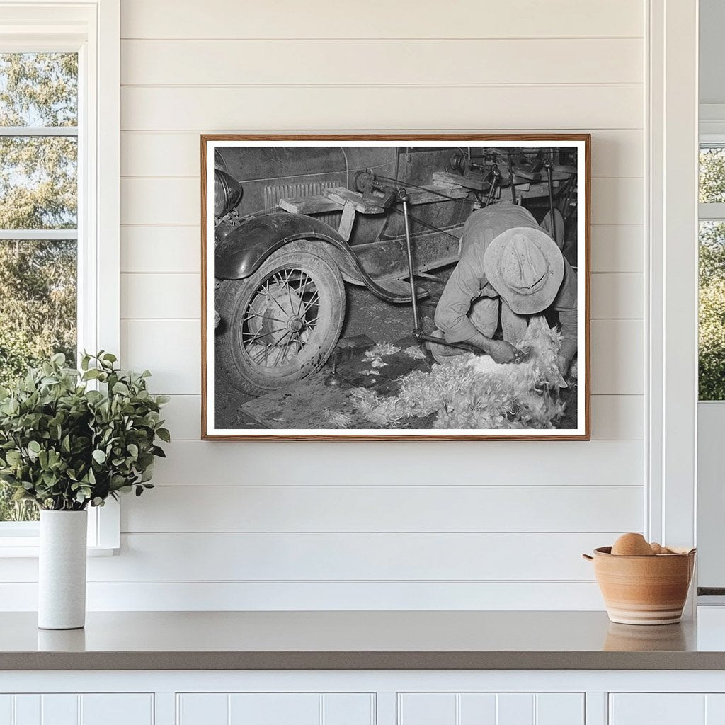 Shearing Goat with Auto-Powered Equipment March 1940