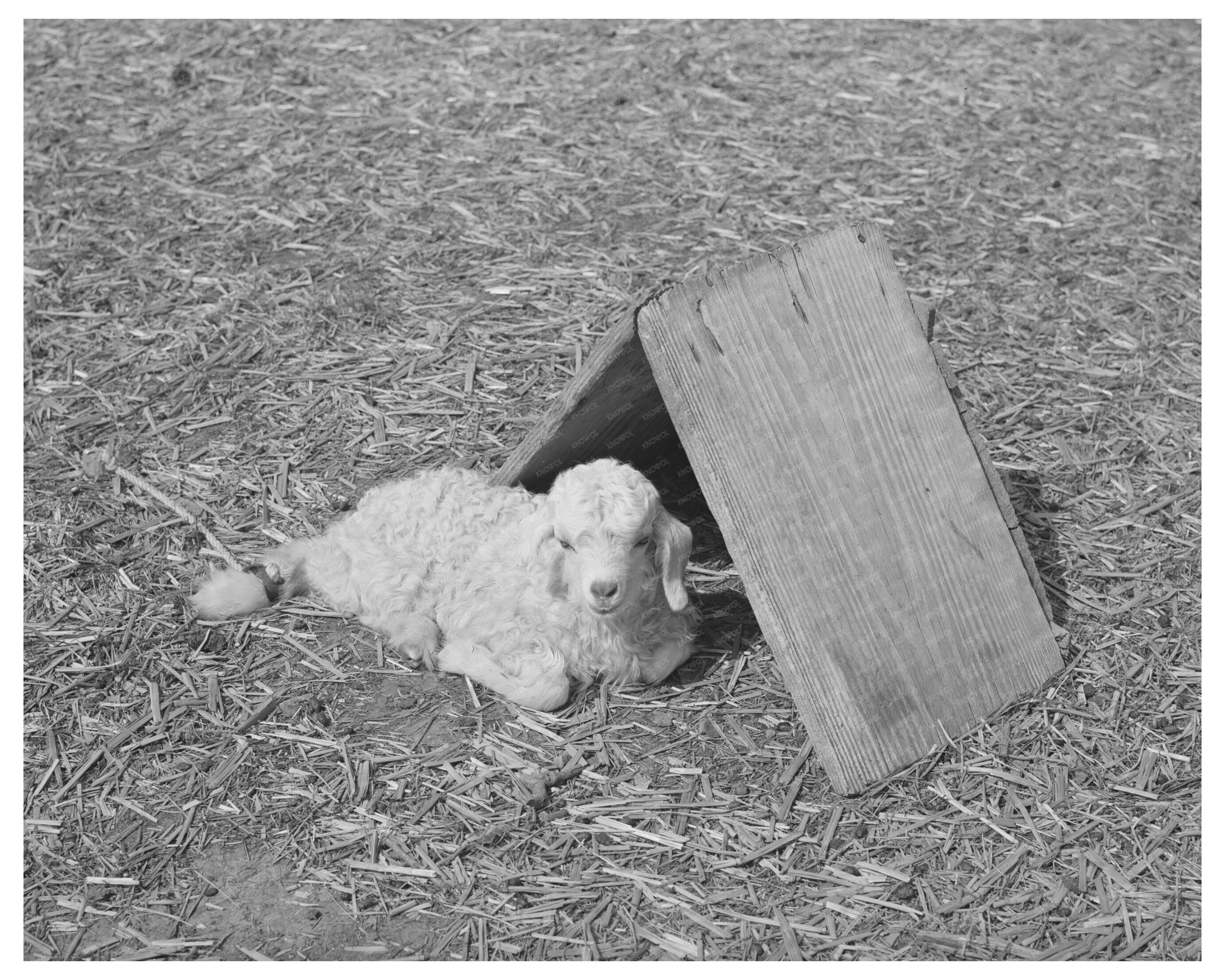 Child at Ranch Shelter in Kimble County Texas 1940
