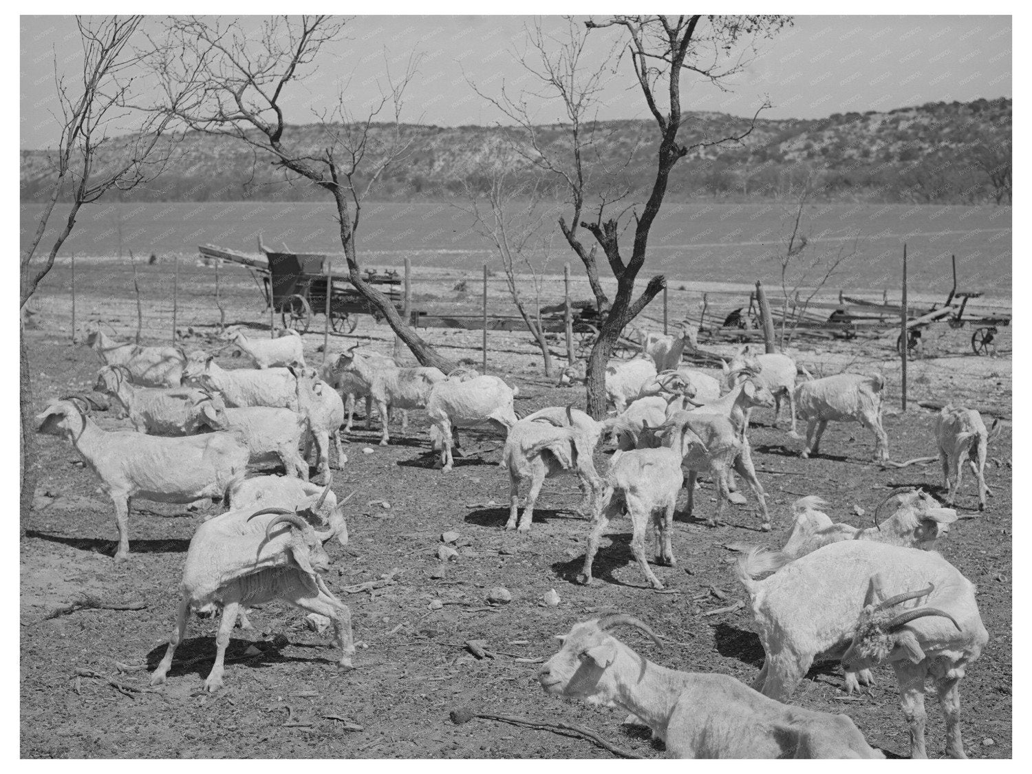 Freshly Sheared Goats on a Texas Ranch March 1940