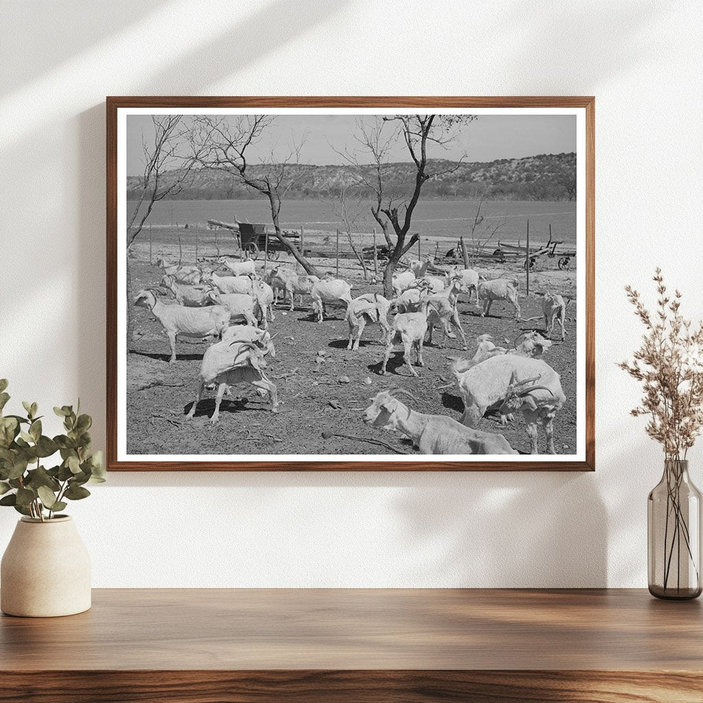 Freshly Sheared Goats on a Texas Ranch March 1940