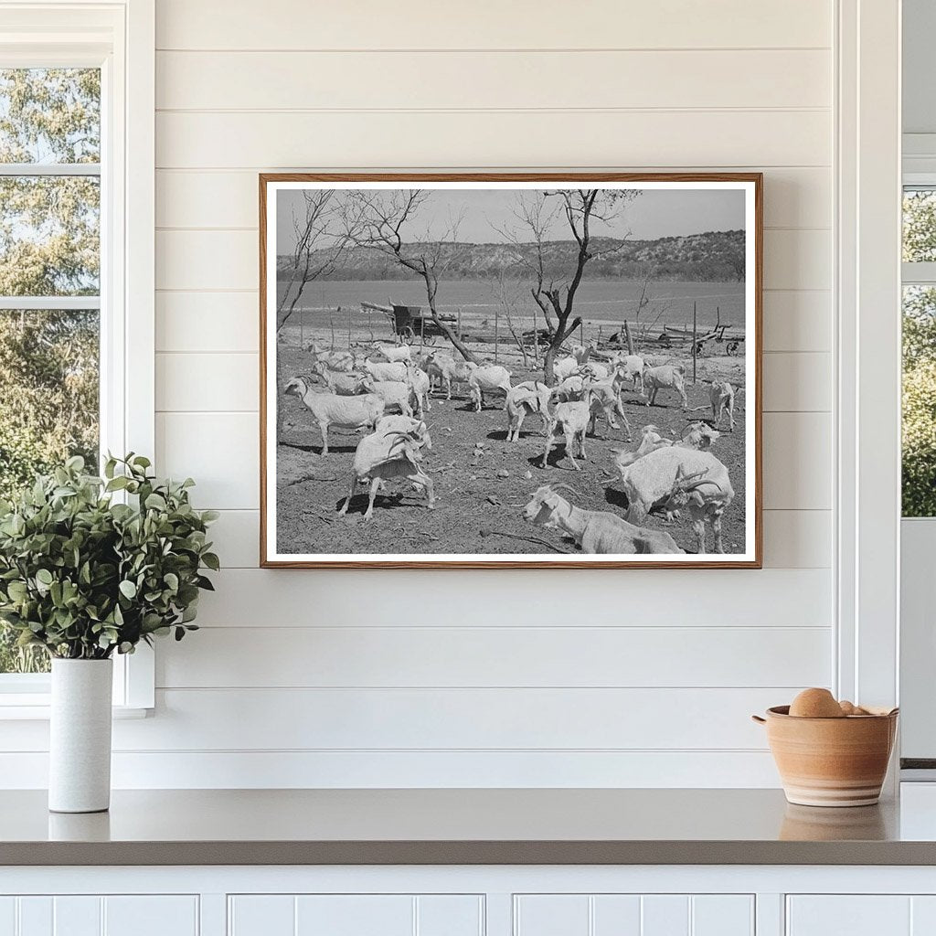 Freshly Sheared Goats on a Texas Ranch March 1940