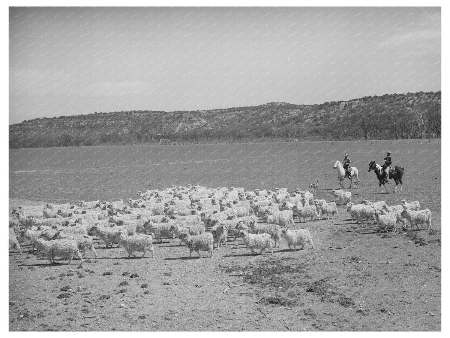 Driving Goats to Be Sheared in Kimble County Texas 1940