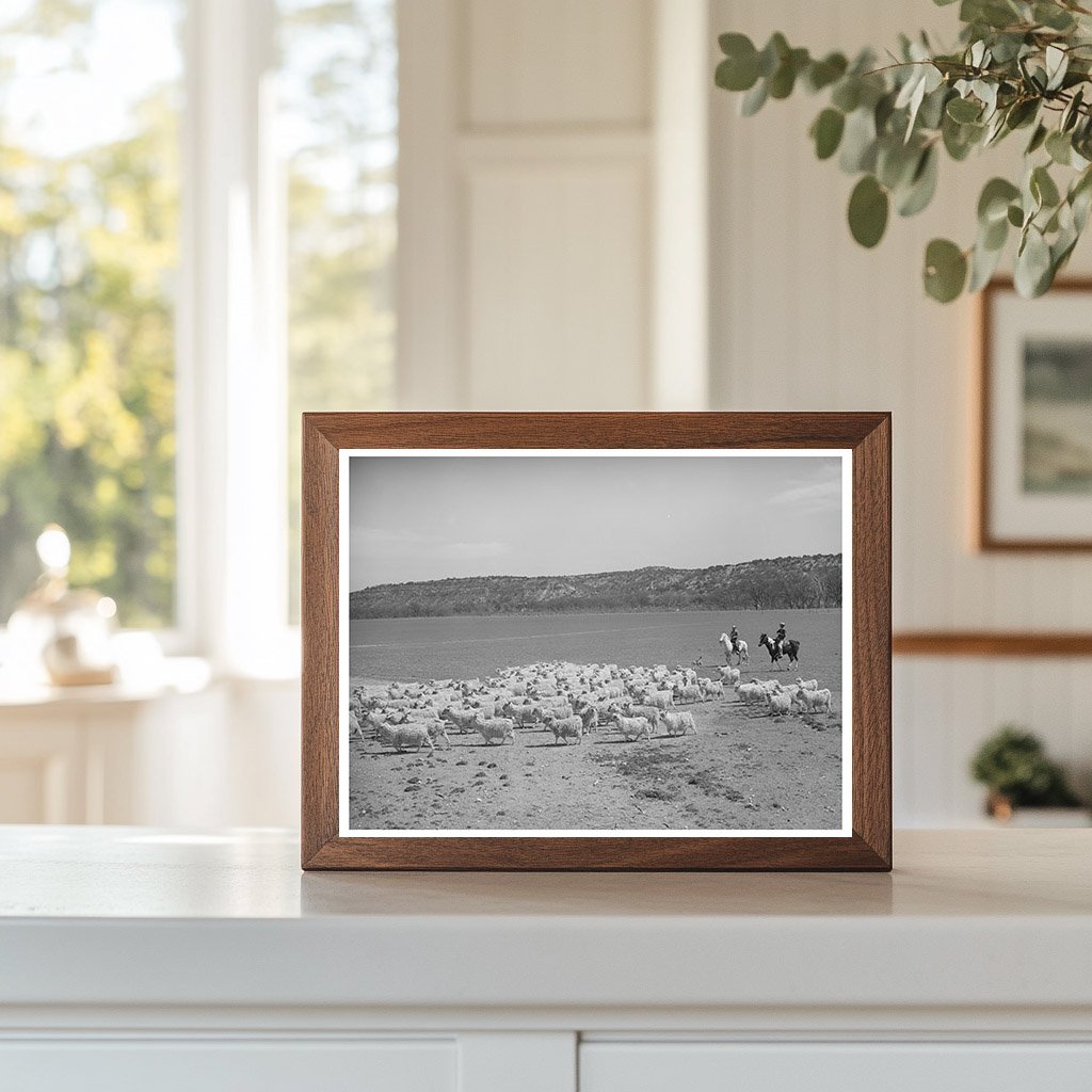 Driving Goats to Be Sheared in Kimble County Texas 1940