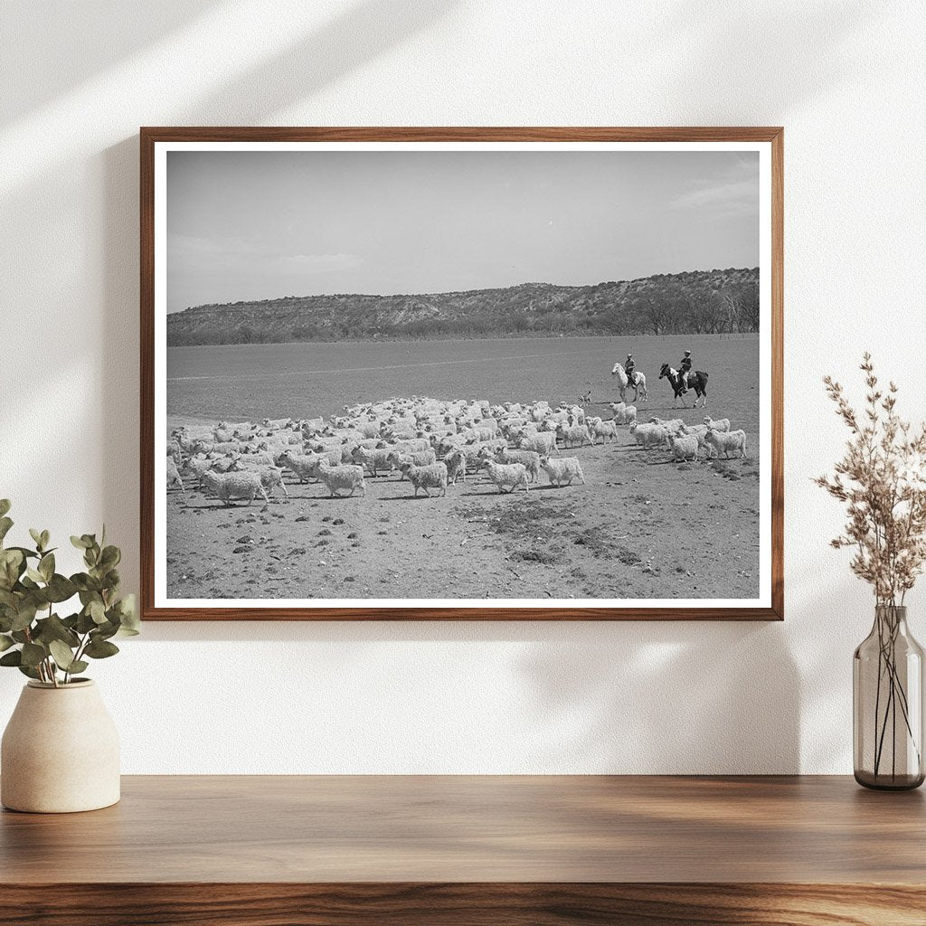 Driving Goats to Be Sheared in Kimble County Texas 1940