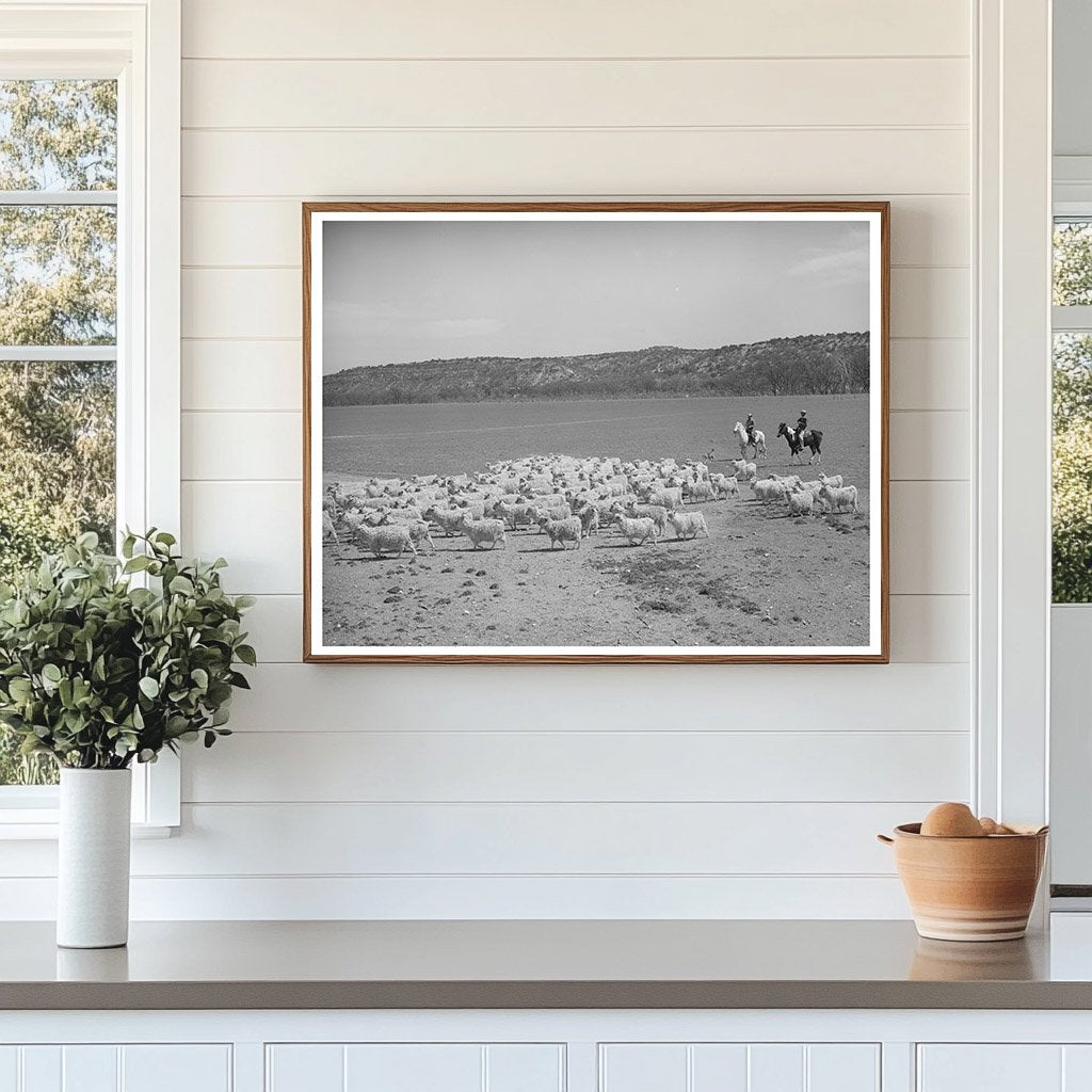 Driving Goats to Be Sheared in Kimble County Texas 1940