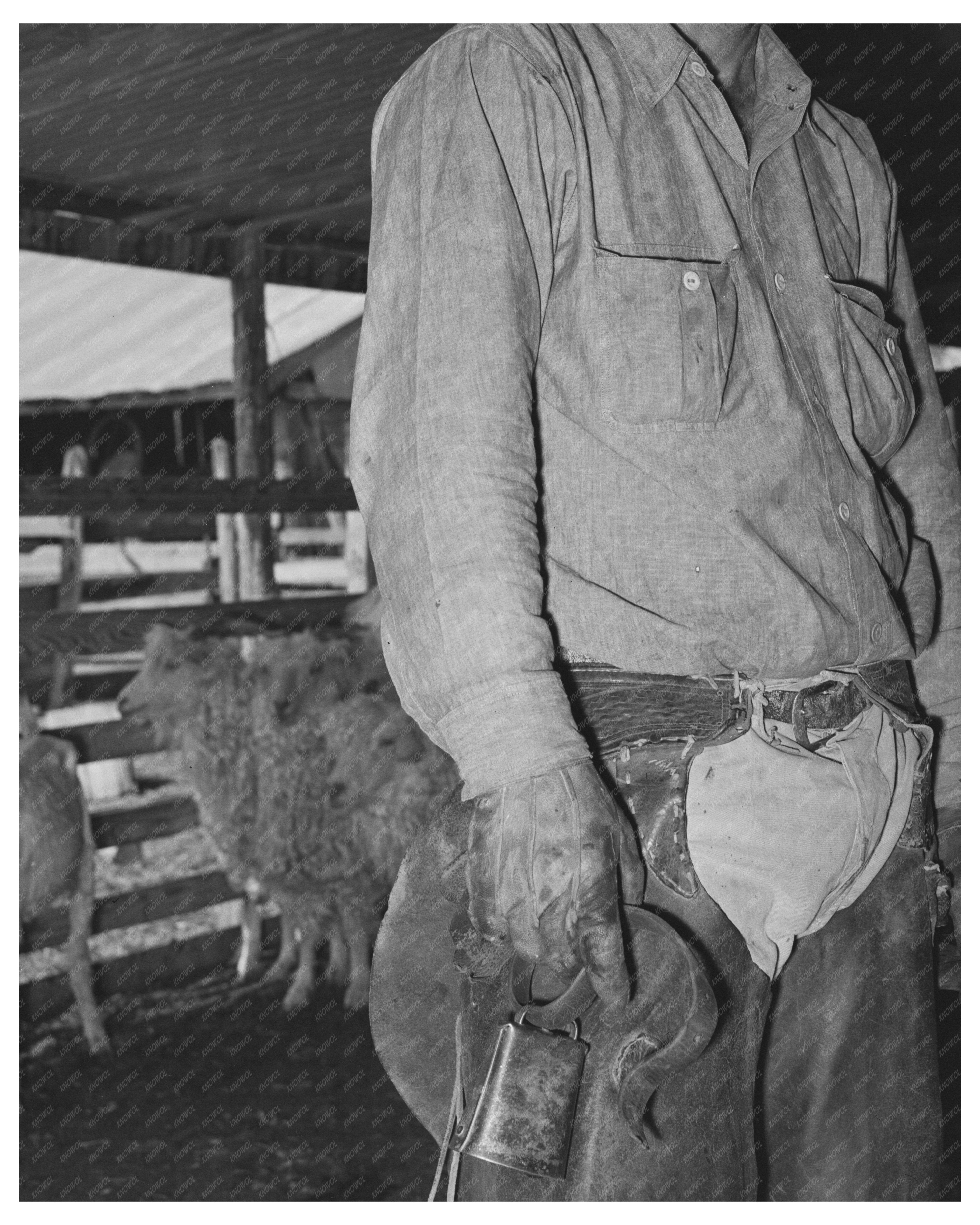 Ranchman Assisting with Kidding and Shearing Texas 1940