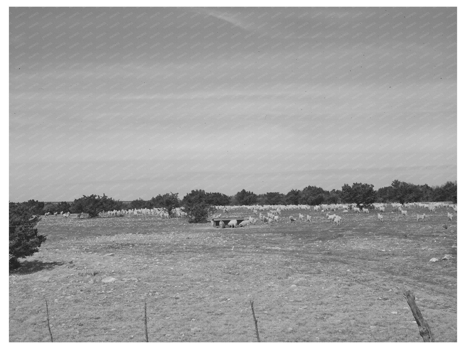 Goats Grazing on Kimble County Ranch March 1940