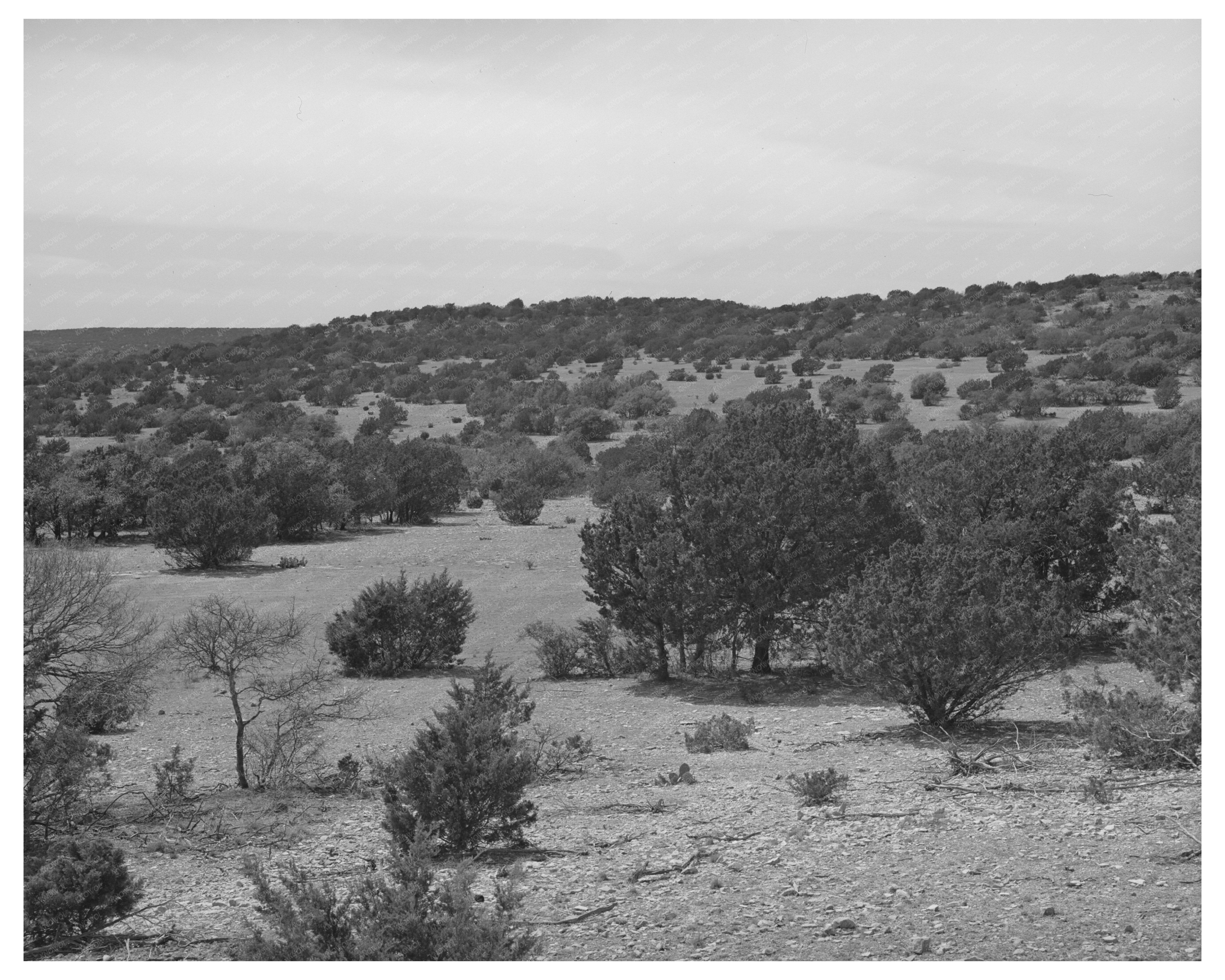 Cedar Trees in Kimble County Texas March 1940